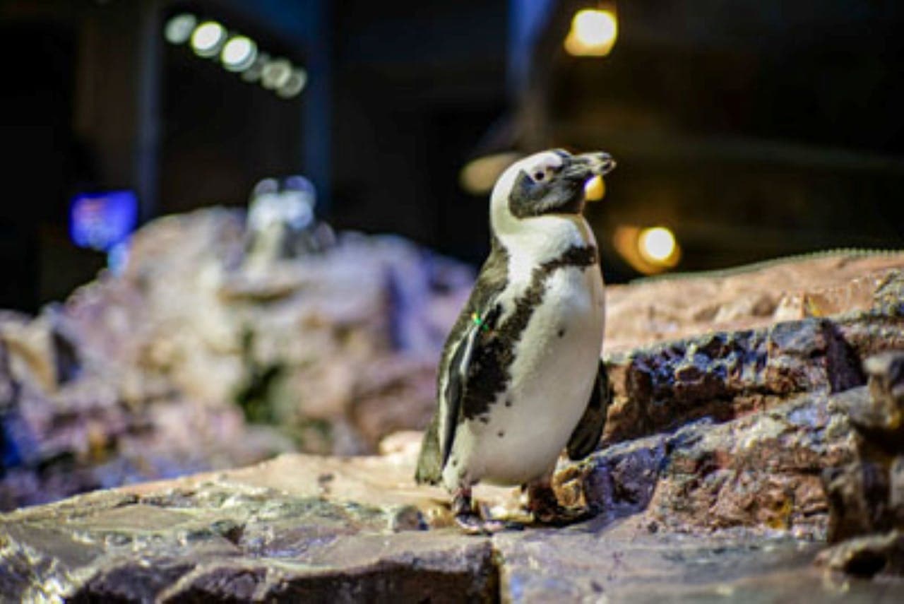 Entrada al New England Aquarium - imagen 5