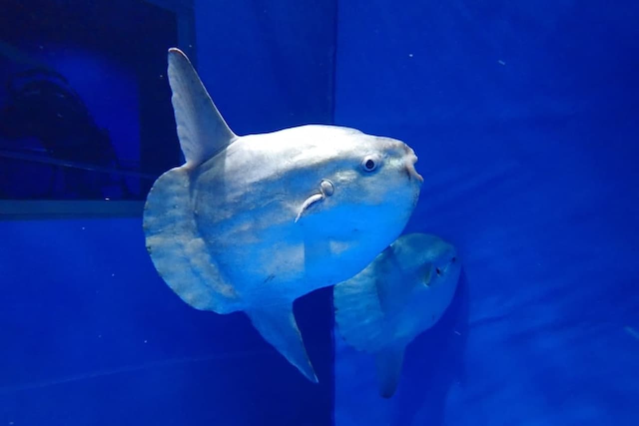 Aqua World Ibaraki Prefectural Oarai Aquarium Ticket - image 3