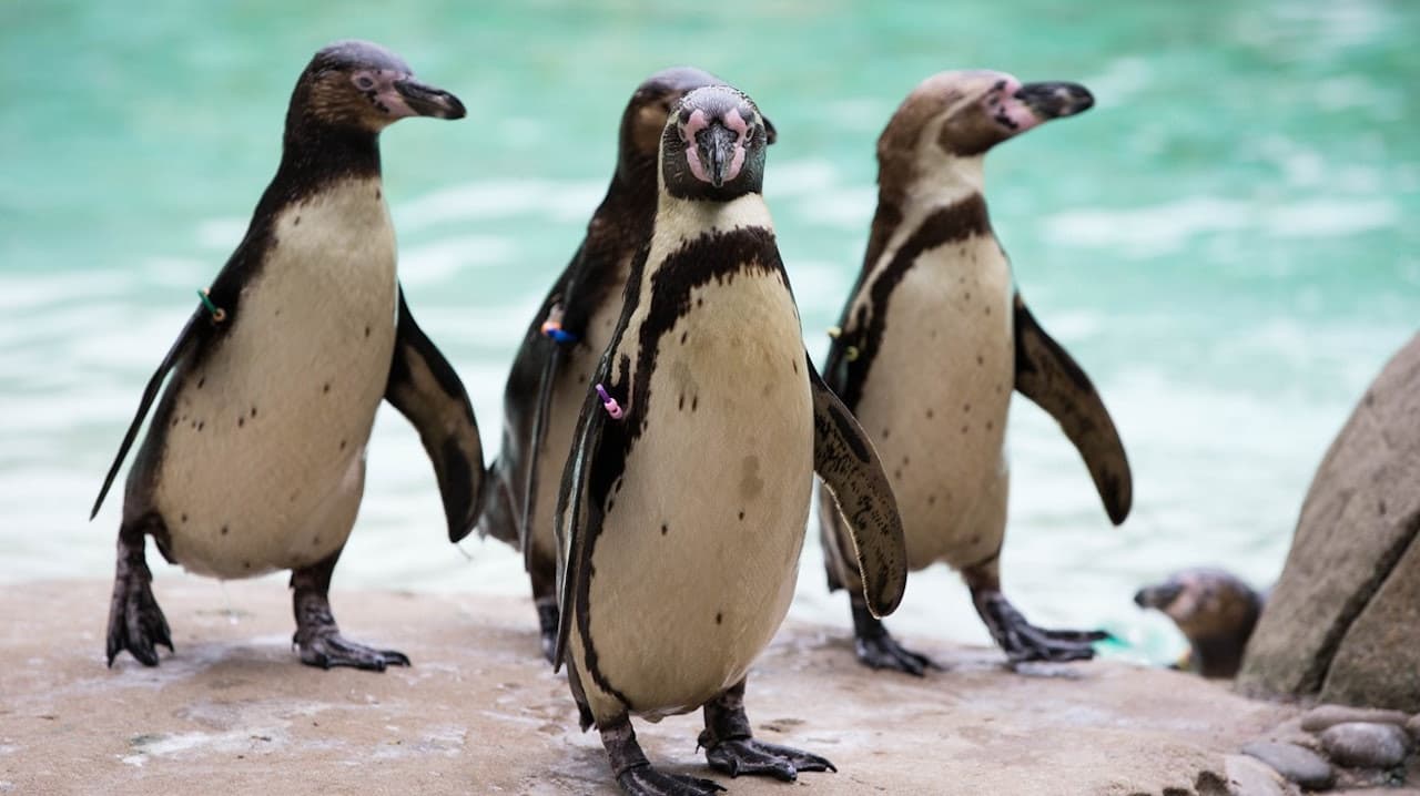 ZSL Whipsnade Zoo - imagen 2