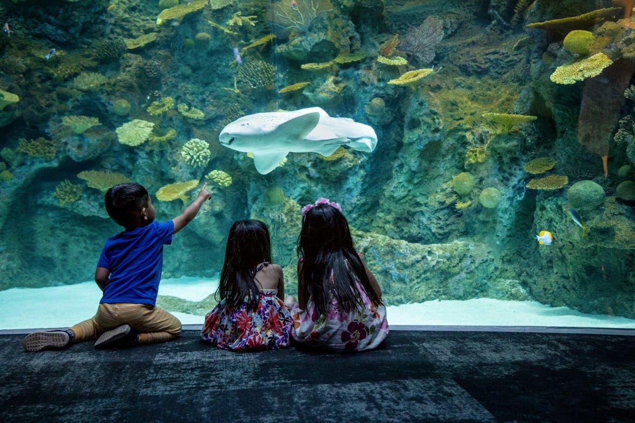 Entrada para el Seattle Aquarium - imagen 3
