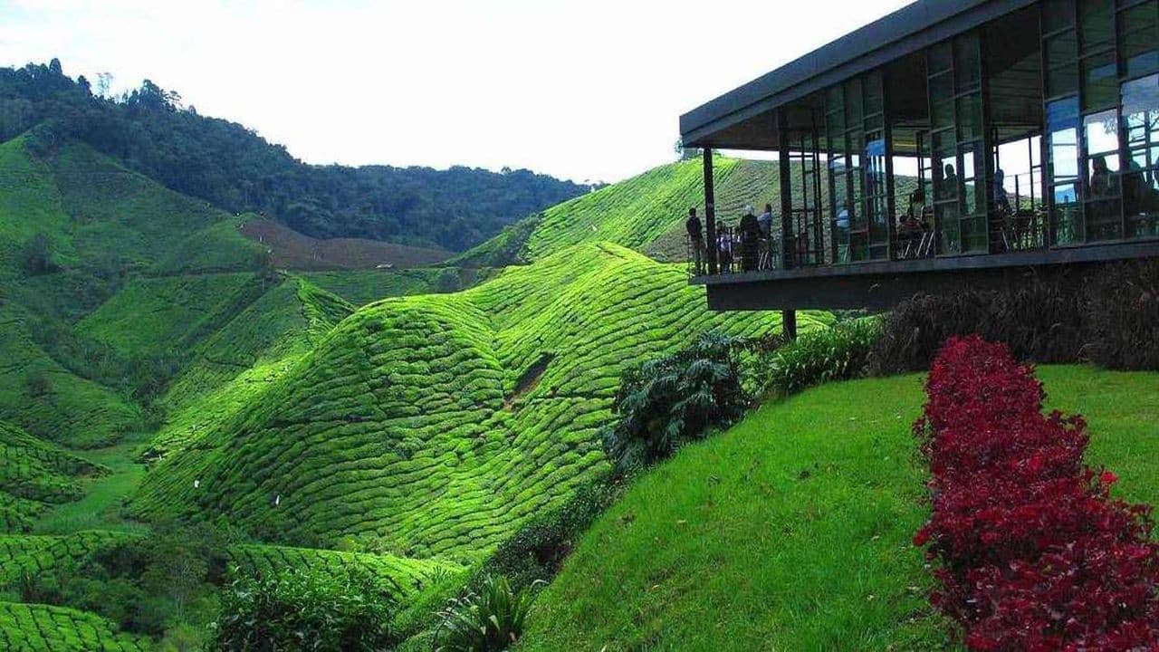 Cameron Highlands Tour from Kuala Lumpur - image 2