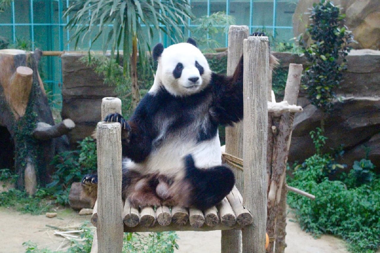 Entrada para Zoo Negara Malaysia y el Centro de Conservación del Panda - imagen 21