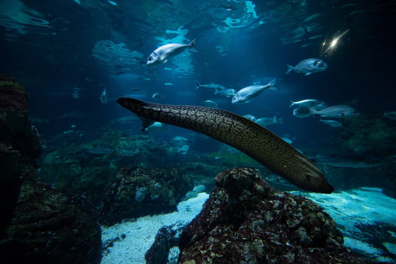 Barcelona Aquarium Ticket - image 8