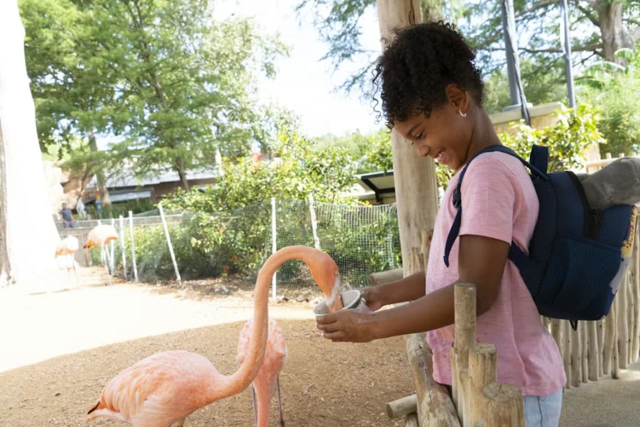 San Antonio Zoo Ticket - image 7