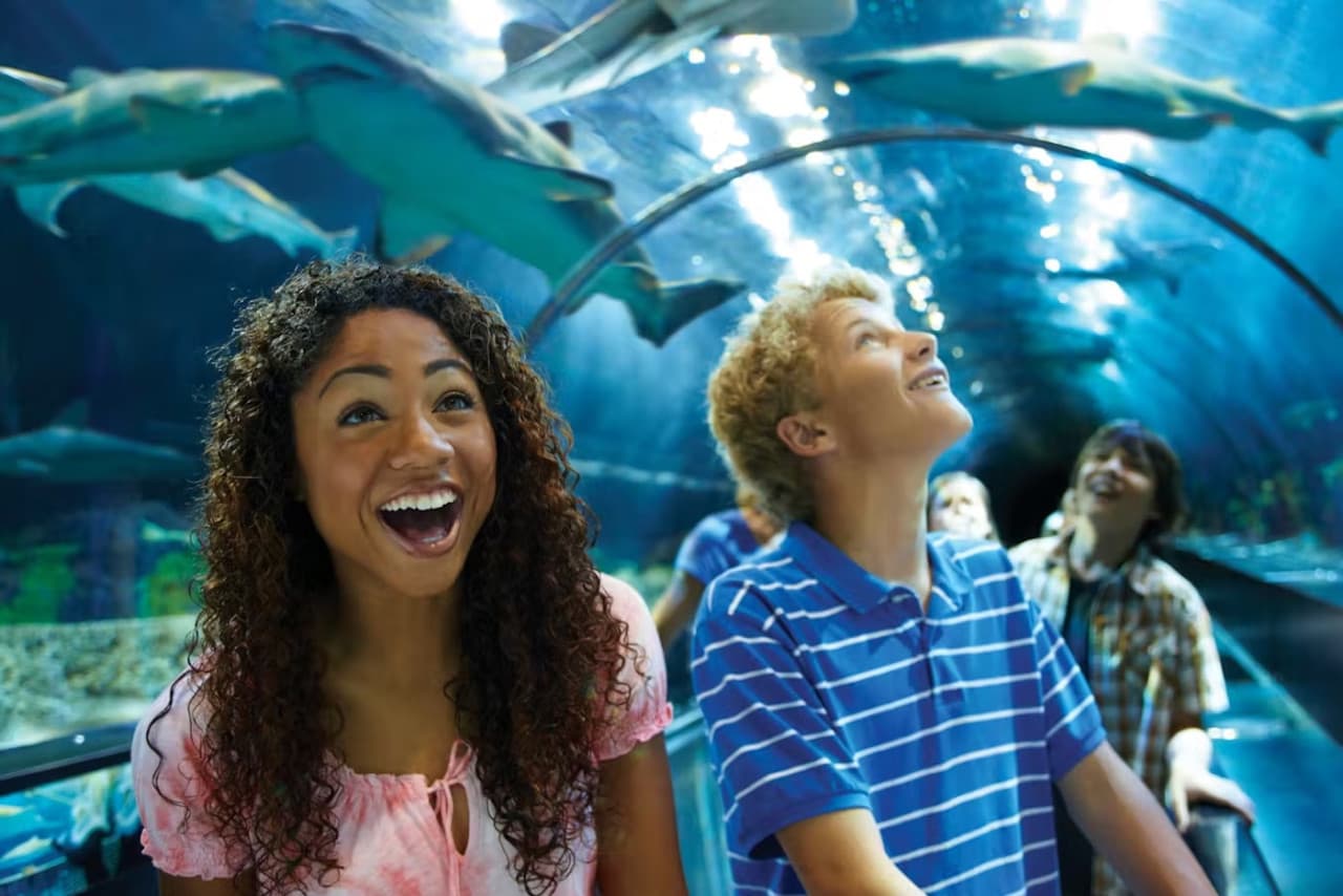 Entrada a SeaWorld San Diego: acceso directo - imagen 17
