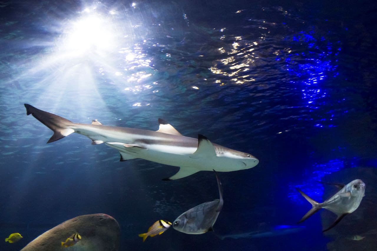 SEA LIFE Oberhausen Aquarium Ticket - image 3