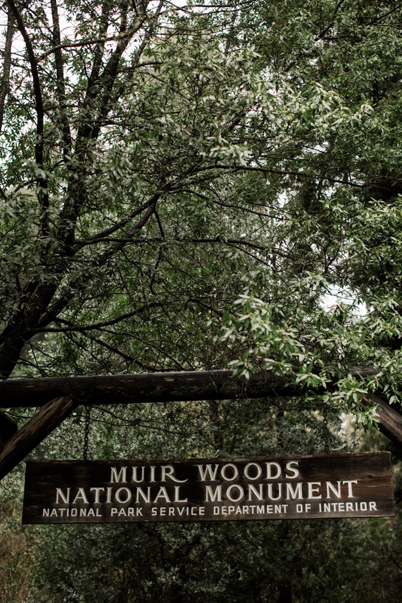Muir Woods and Sausalito Tour from San Francisco - imagen 4