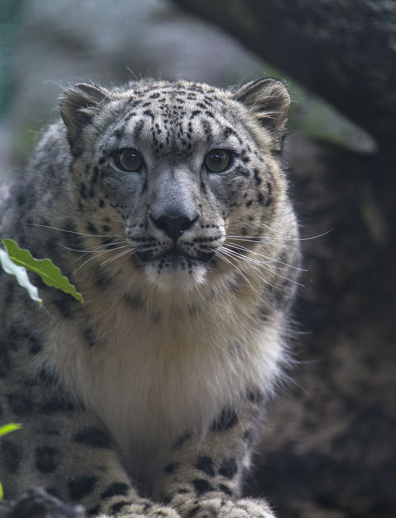 Zoológico de San Diego - imagen 10