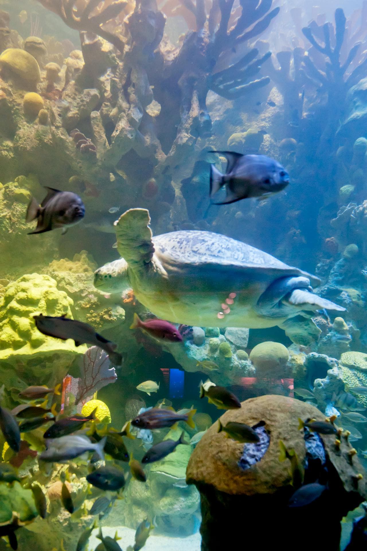Entrada al New England Aquarium - imagen 8
