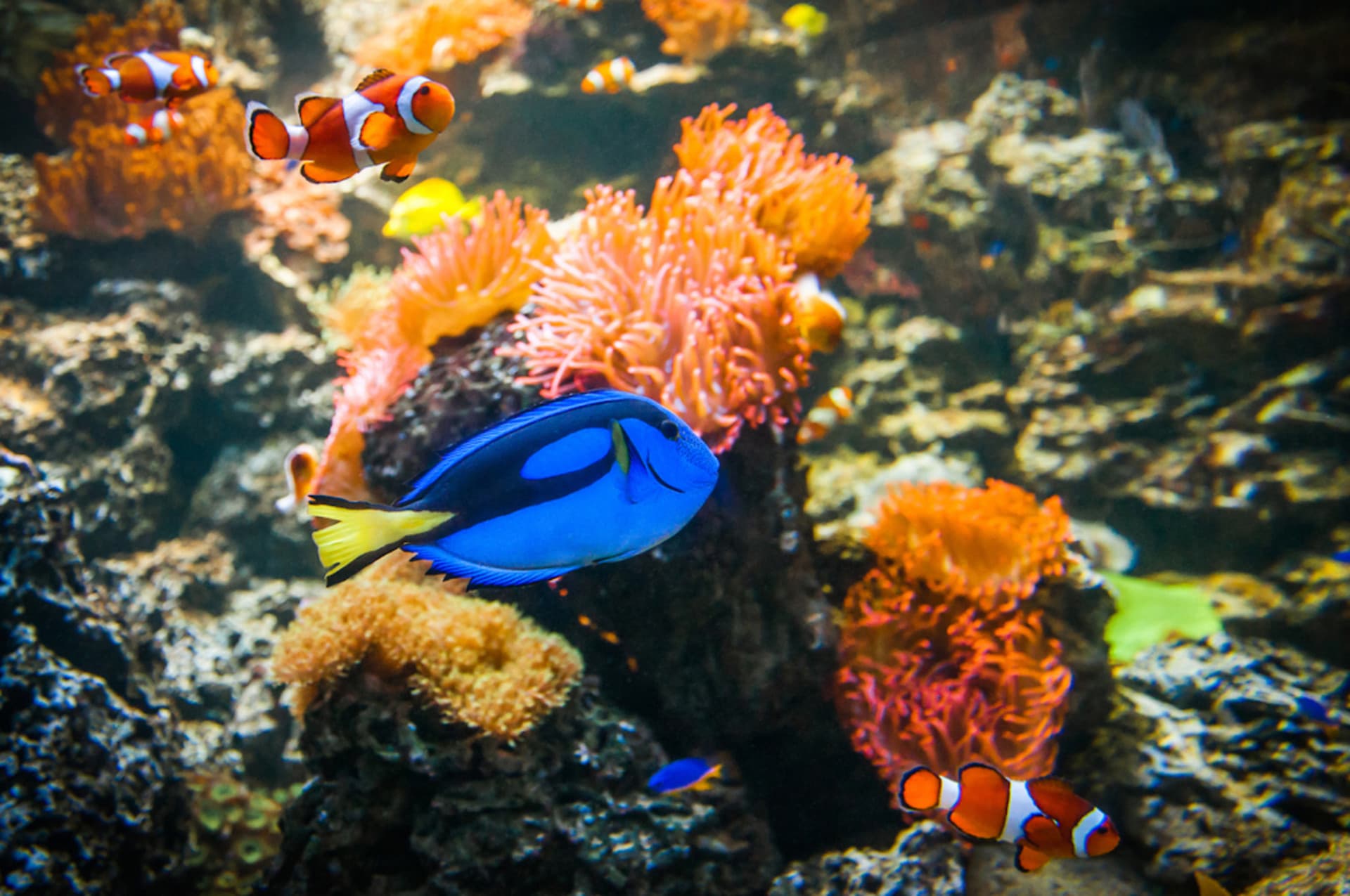 SEA LIFE Melbourne Aquarium Direct Entry Ticket - image 4