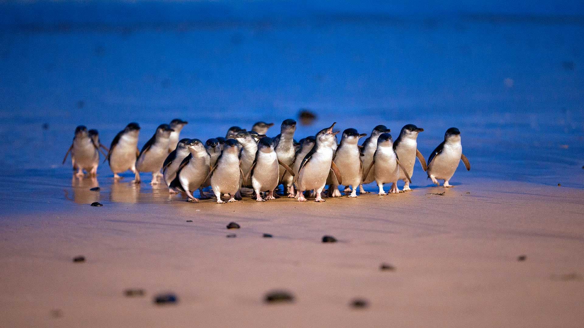 Phillip Island Nature Parks - Penguin Parade Ticket - main image