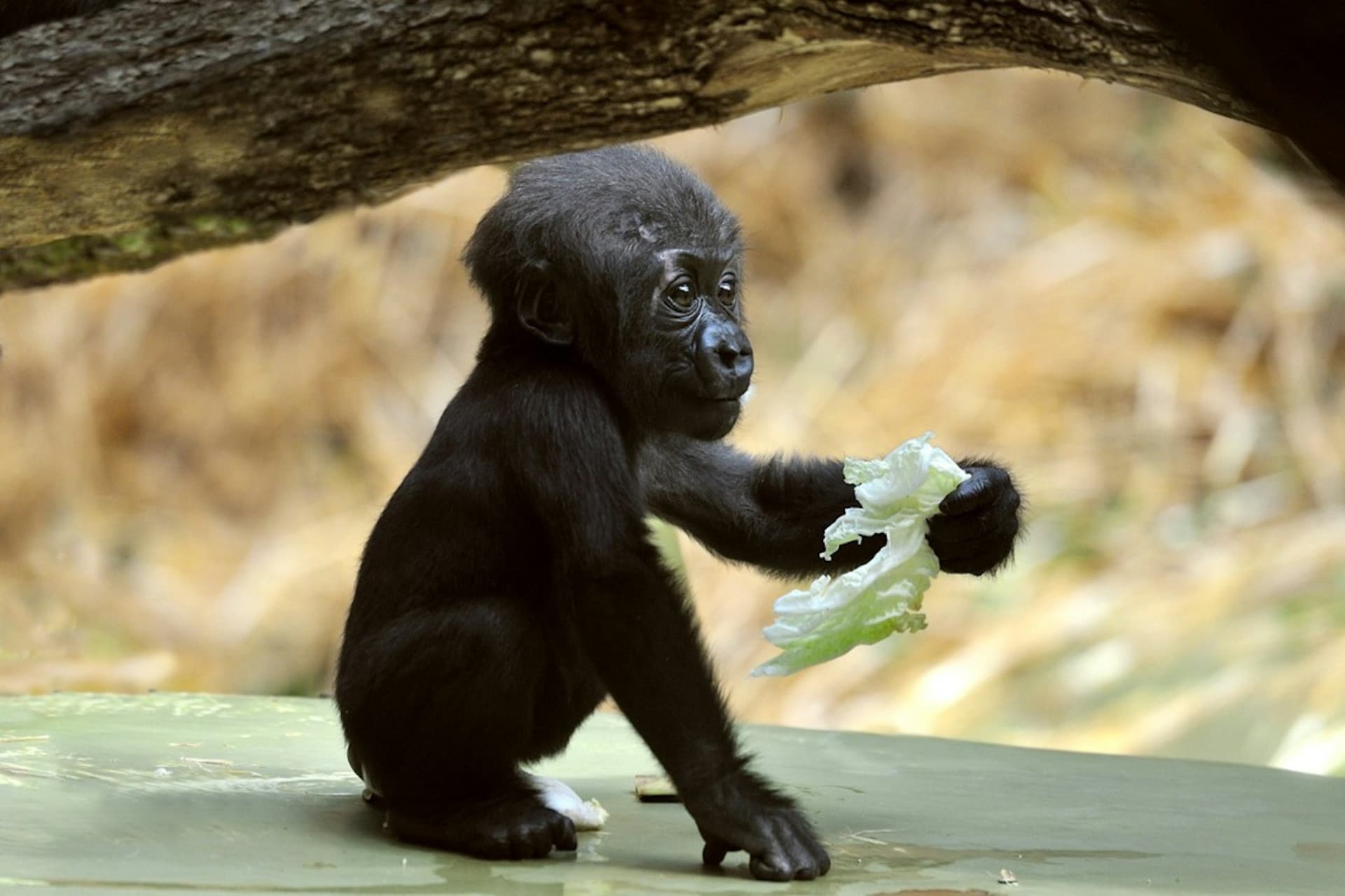 Entrada para el zoológico y acuario de Colonia - imagen 9