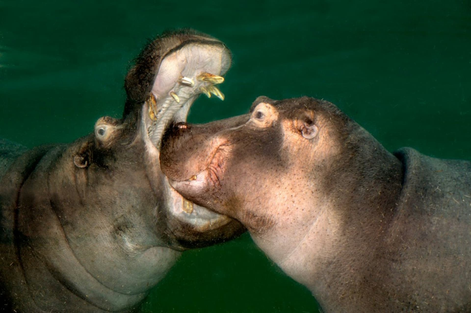 Entrada para el zoológico y acuario de Colonia - imagen 5