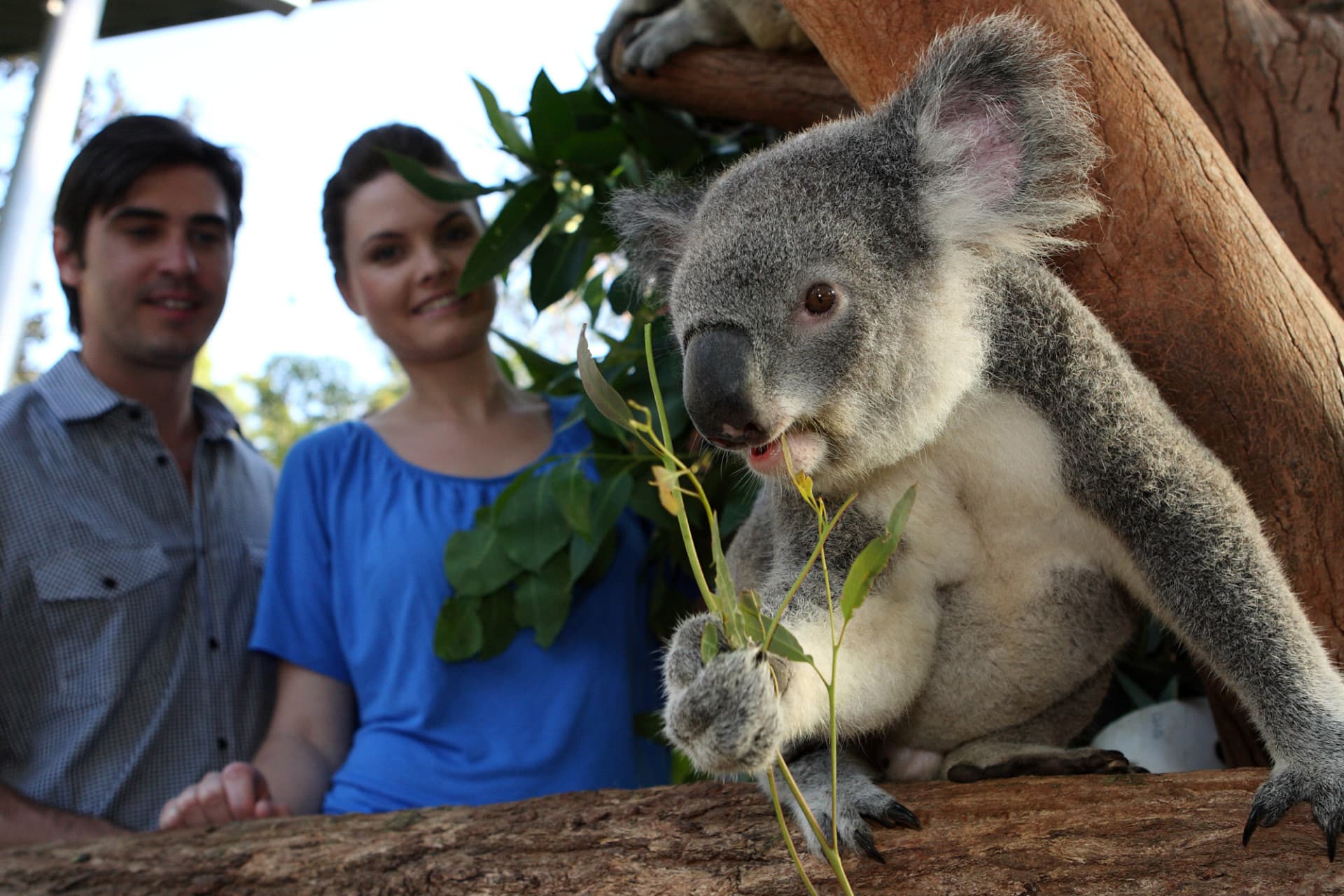 Go City Sydney Explorer Pass: Ahorre hasta un 50% en atracciones - imagen 2