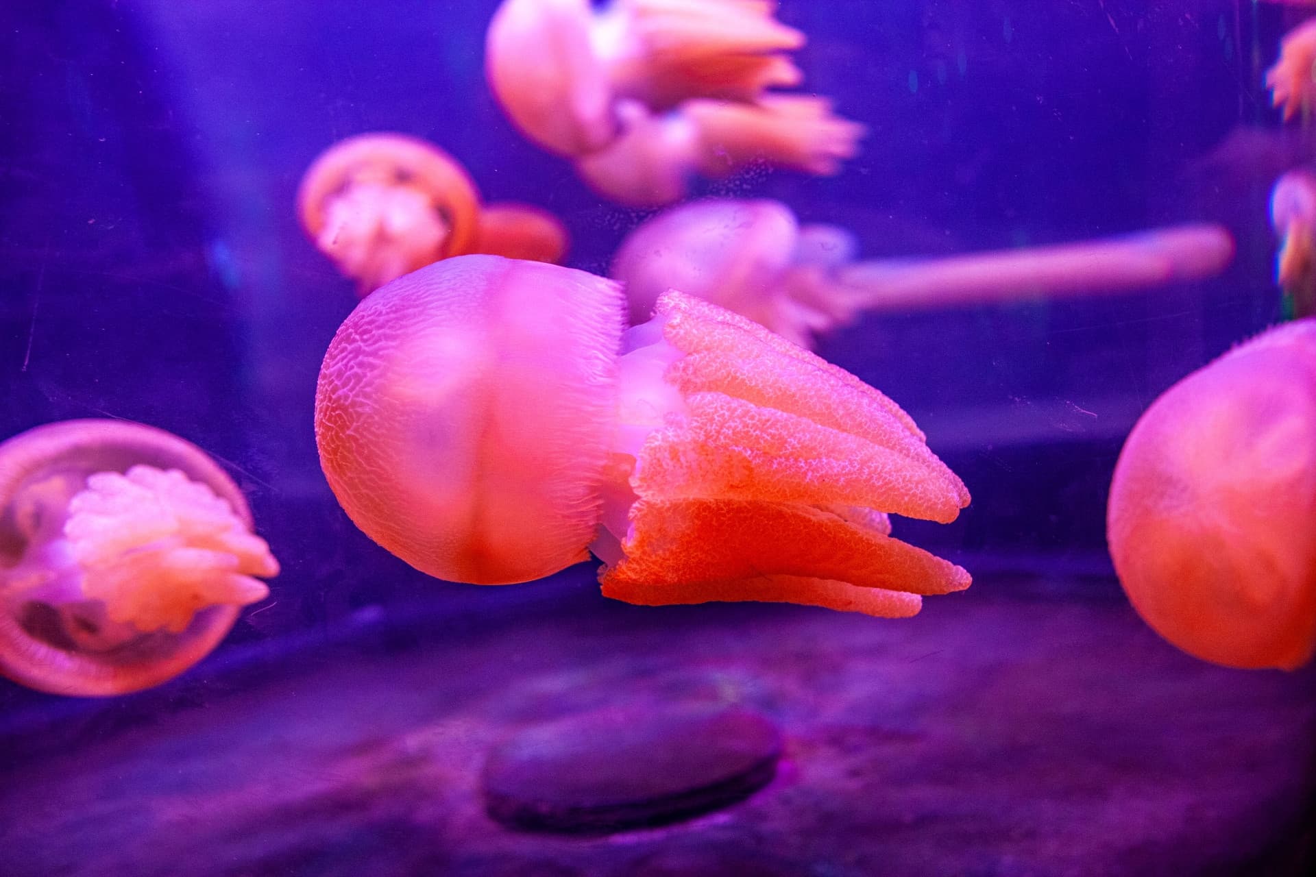 SEA LIFE Sydney Aquarium Direct Entry Ticket - image 12