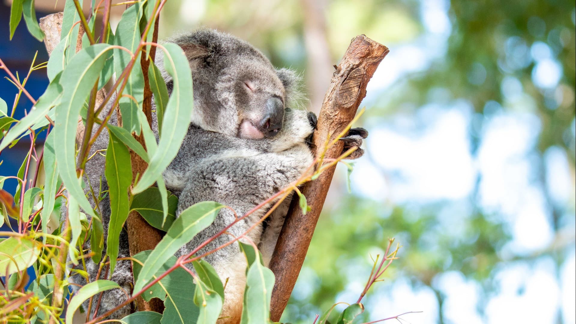 Entrada a Dreamworld Gold Coast - imagen principal
