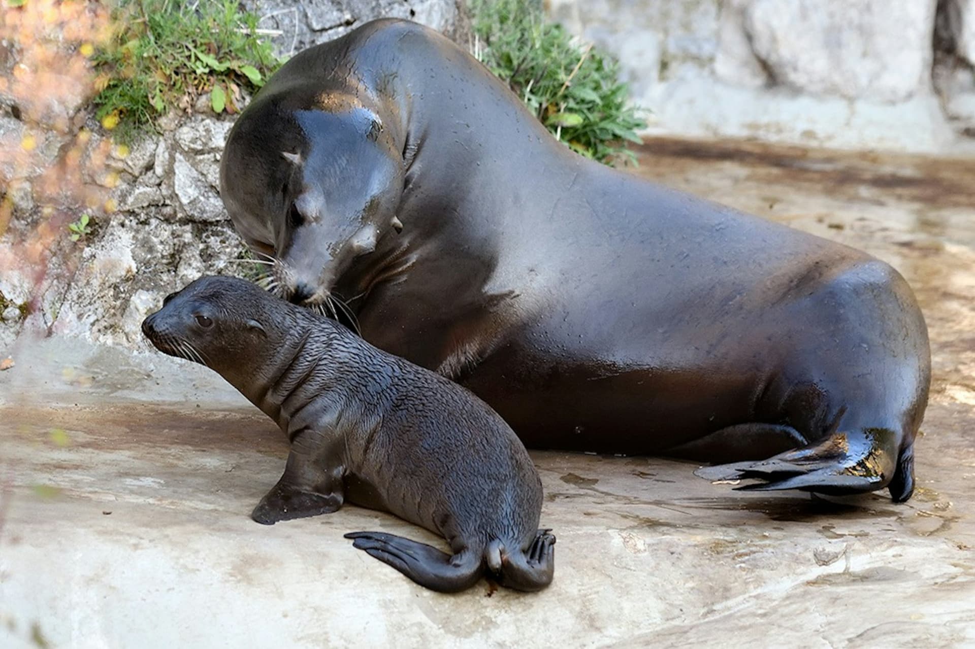 Entrada para el zoológico y acuario de Colonia - imagen 8