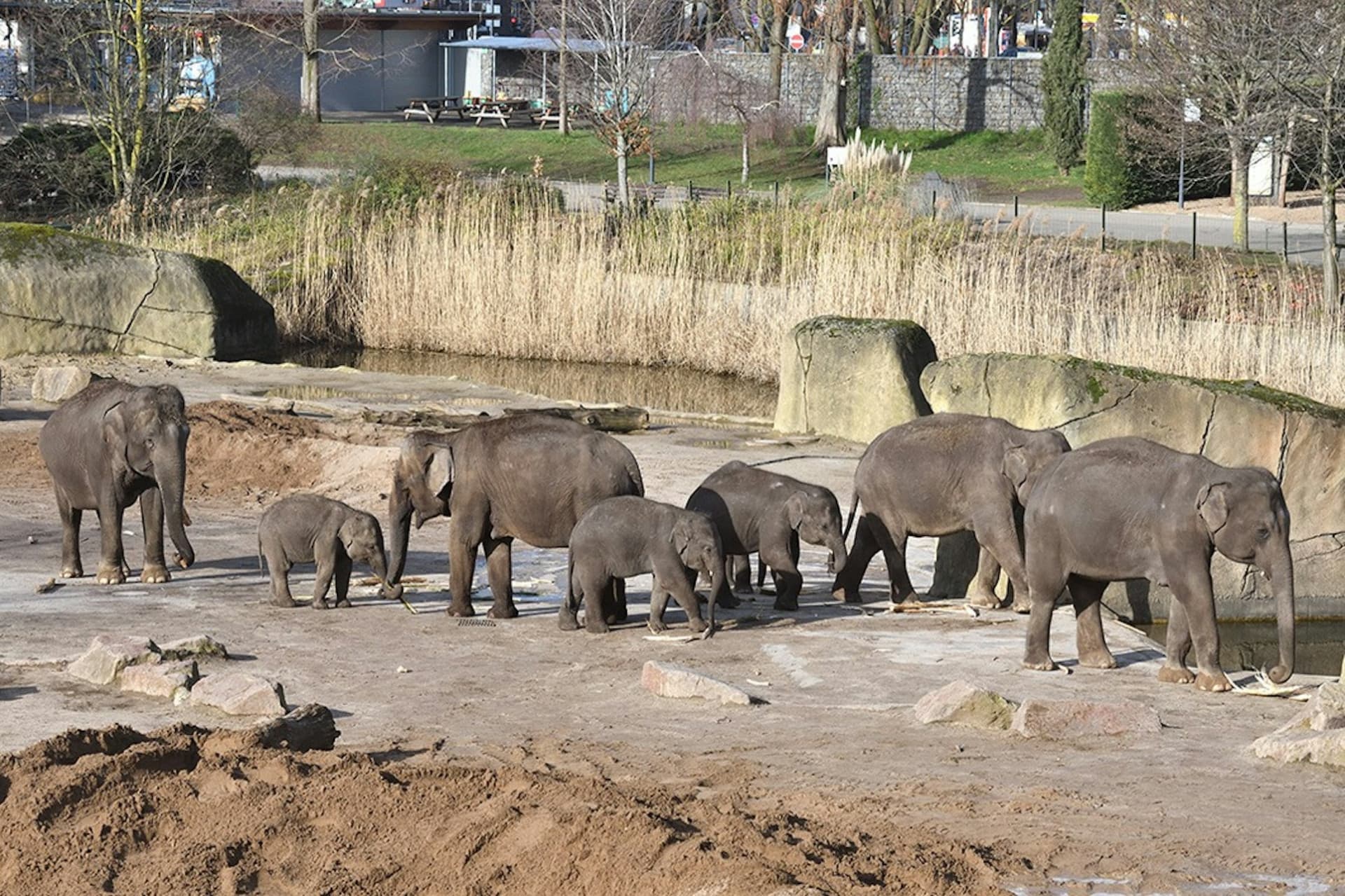 Entrada para el zoológico y acuario de Colonia - imagen 2