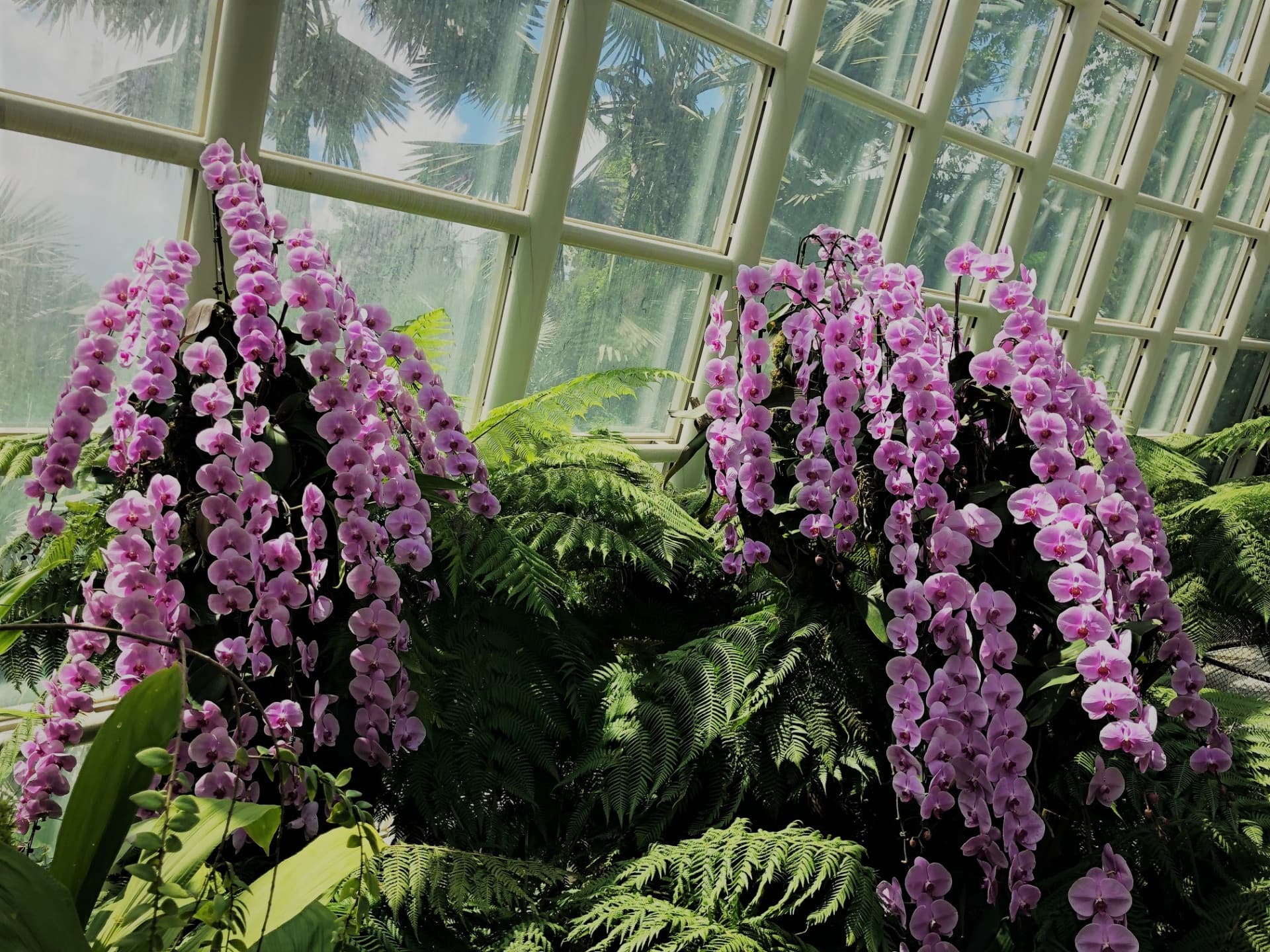 National Orchid Garden Ticket - image 10