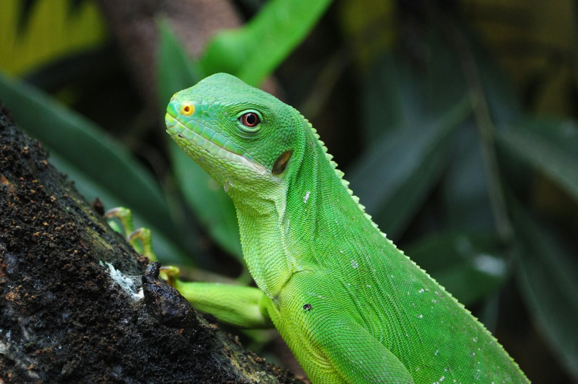ZooParc de Beauval Ticket - 이미지 11