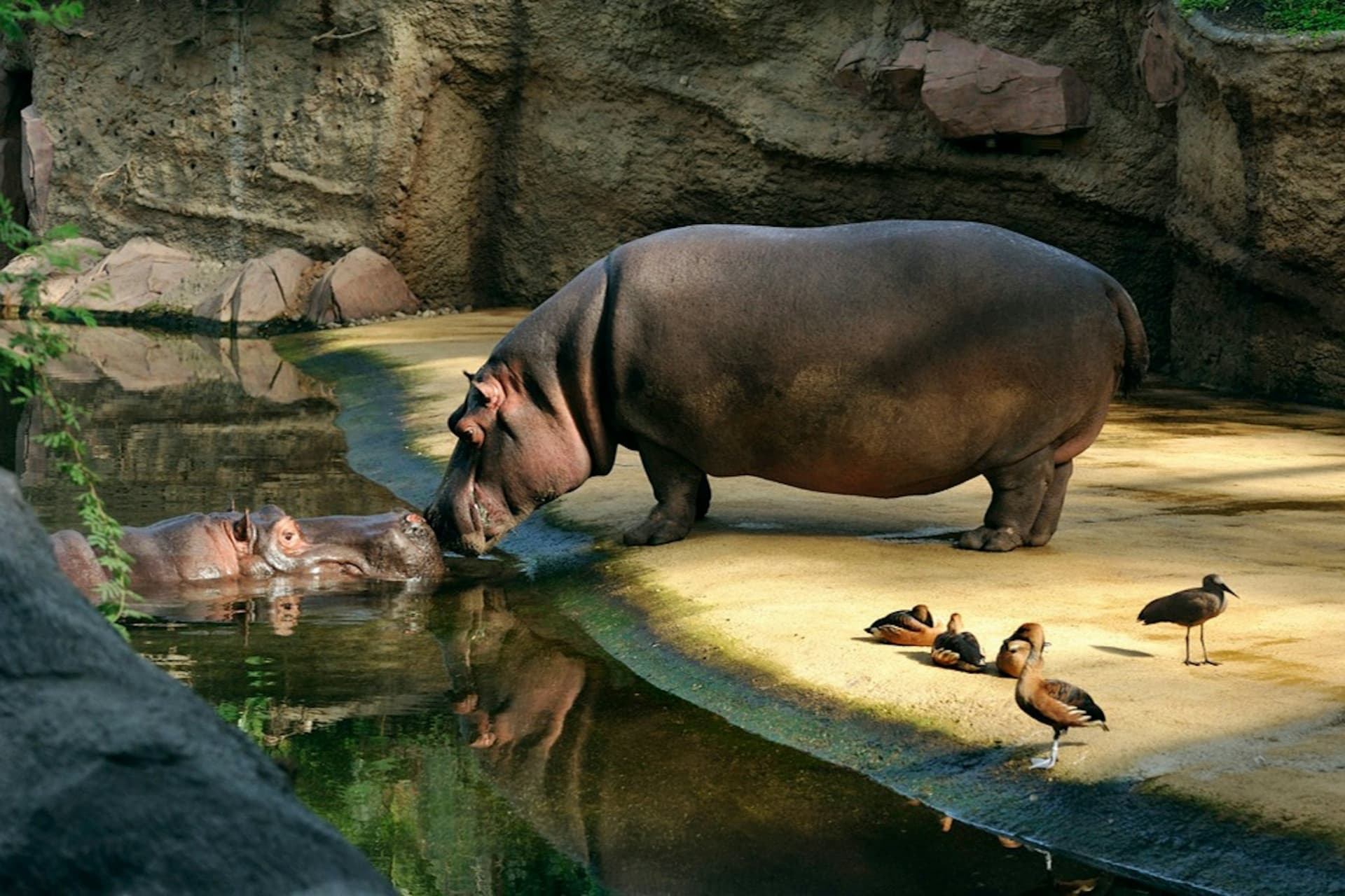 Entrada para el zoológico y acuario de Colonia - imagen 3