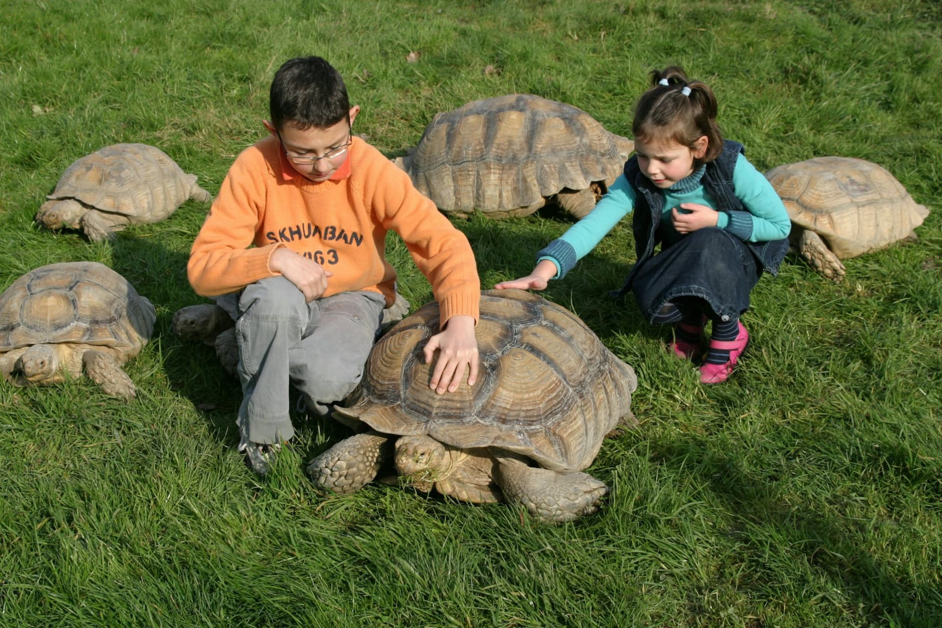 Alligator Bay Ticket - image 5