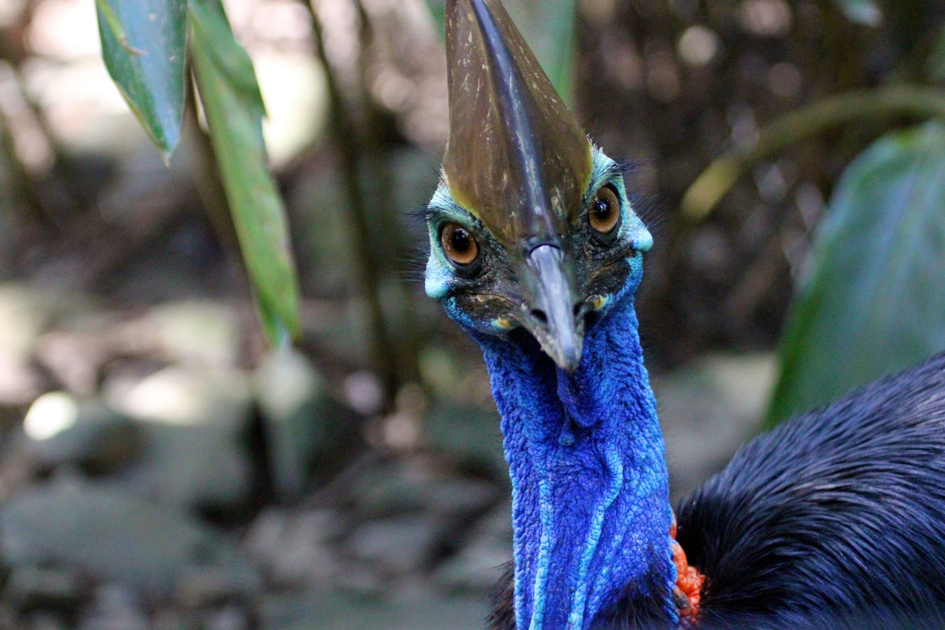 Cape Tribulation and Daintree Wilderness Full-Day Tour - imagen 6