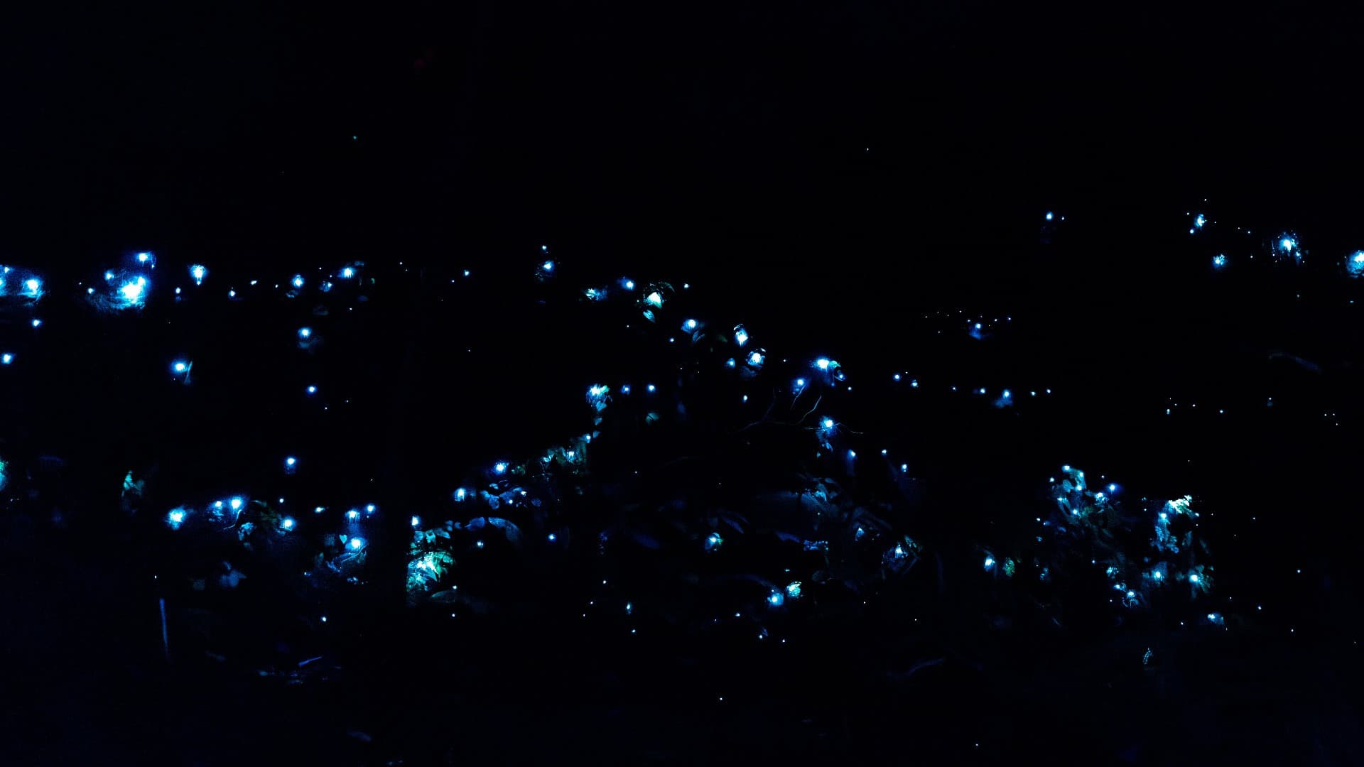 Guided Evening Rainforest Walk and Glow Worms Experience from Gold Coast - image 10