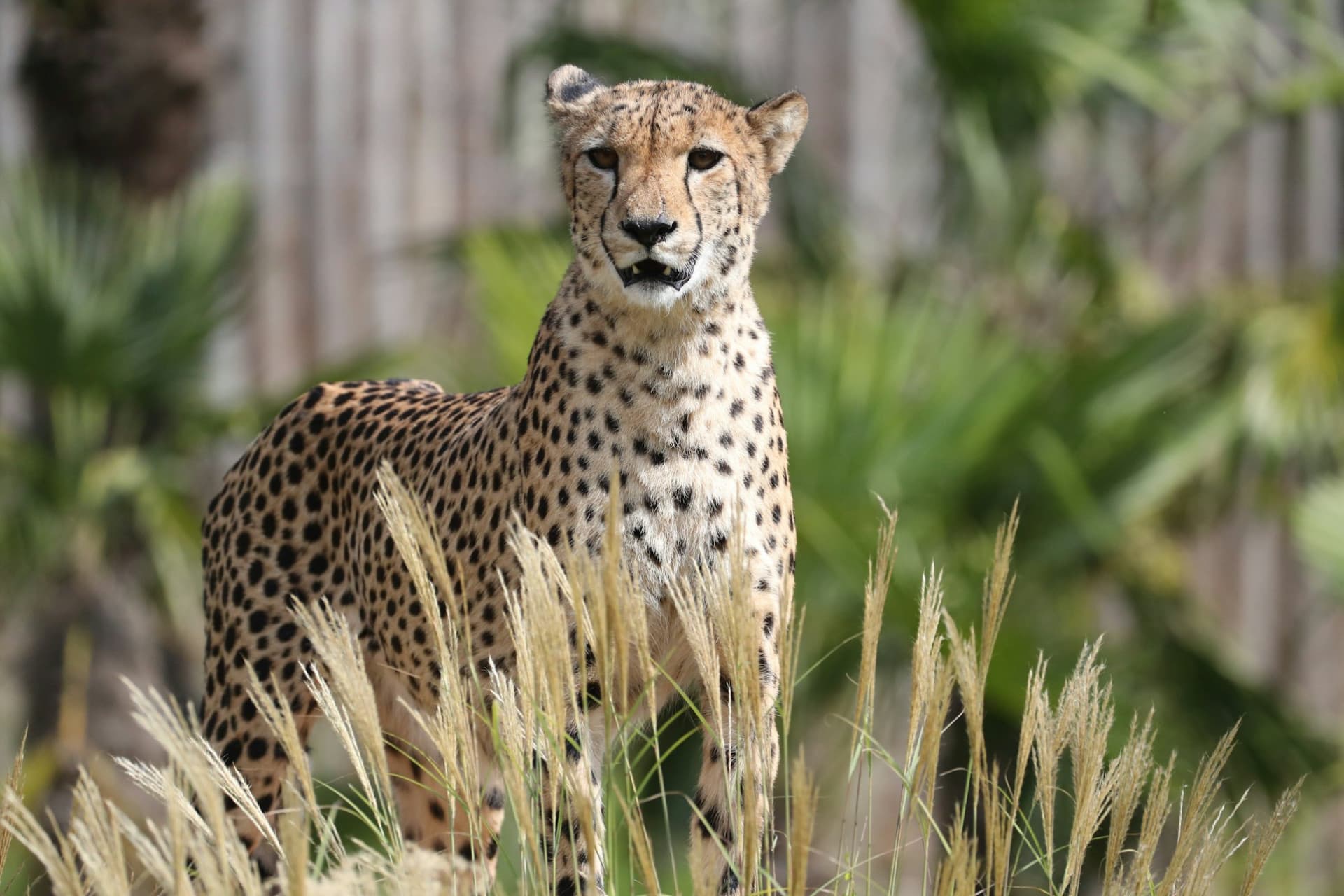 ZooParc de Beauval Ticket - 이미지 10