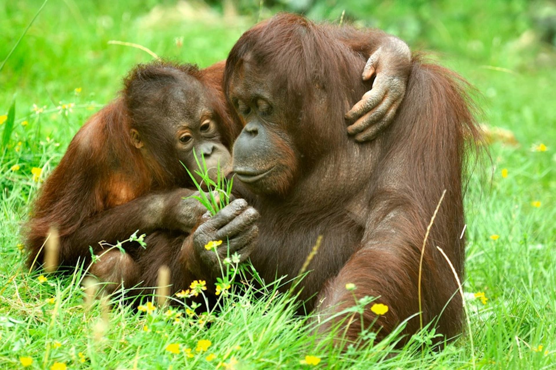 Entrada para el zoológico y acuario de Colonia - imagen principal
