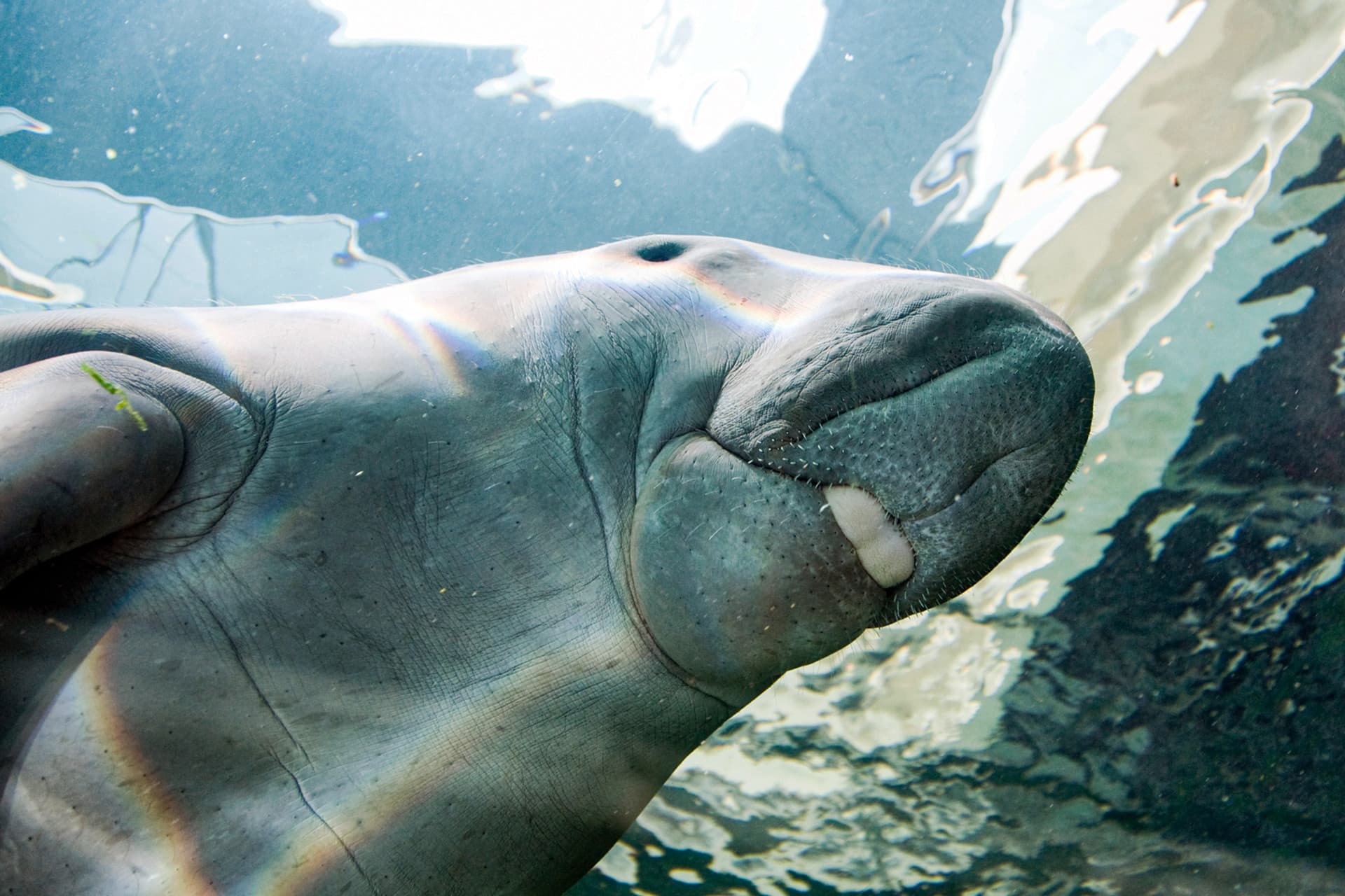 SEA LIFE Sydney Aquarium Direct Entry Ticket - image 10