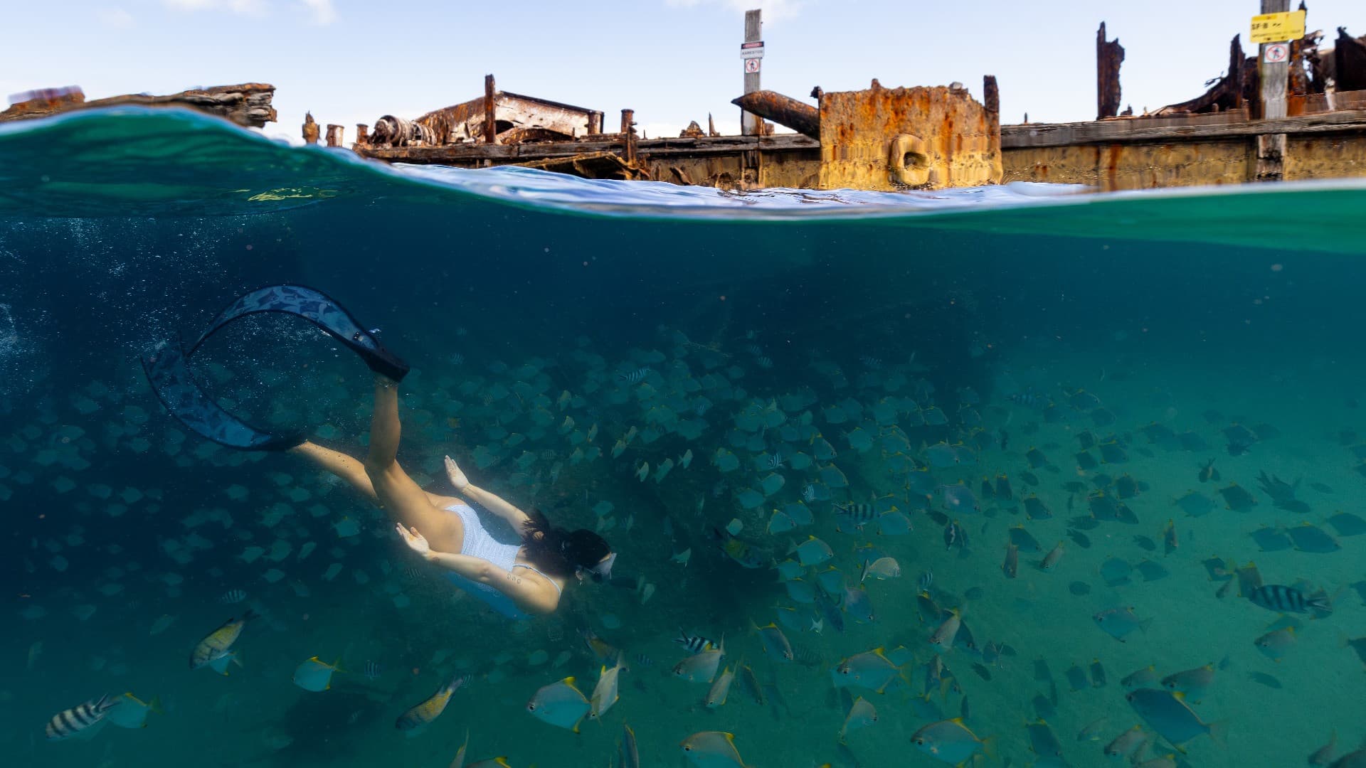 Tangalooma Wrecks & Dolphin Cruise Optional Round transfer from Brisbane City and Gold Coast - image 11