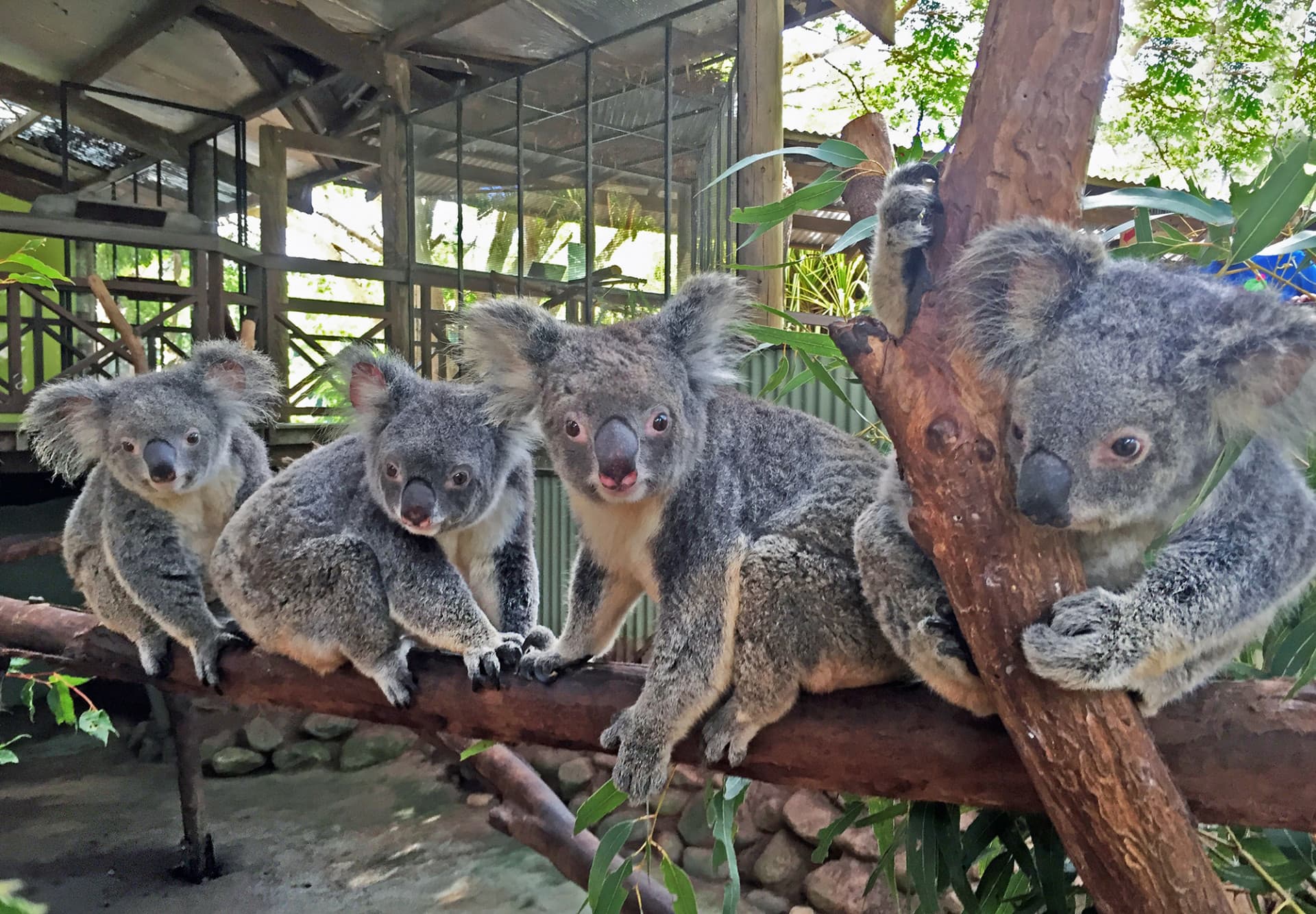 Full-Day Kuranda Tour with Skyrail Cableway, Scenic Railway and Rainforestation - image 10
