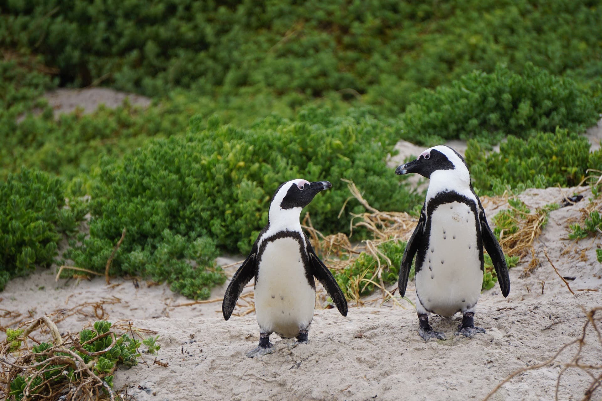 Phillip Island Nature Parks - Penguin Parade Ticket - image 4
