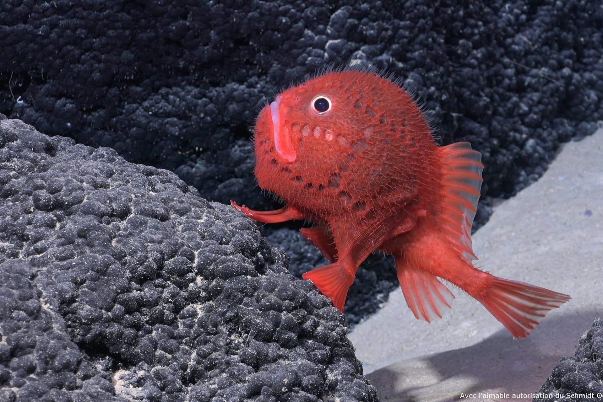 Nausicaa: Skip The Line Ticket - image 11