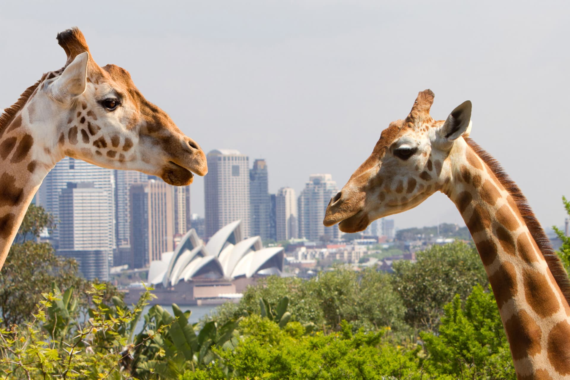 Go City Sydney Pase Todo Incluido: Ahorre hasta un 50% en atracciones - imagen 9