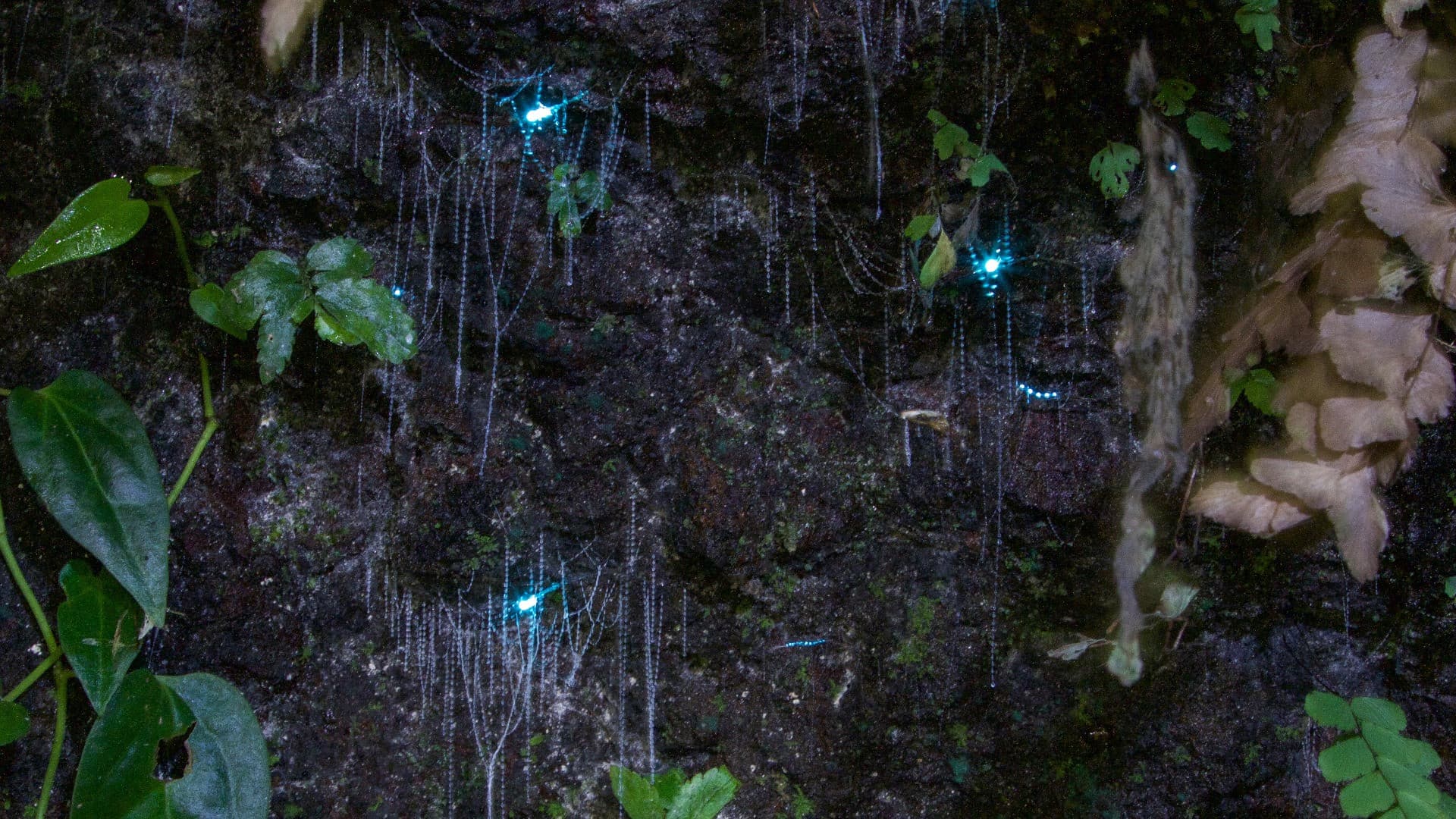 Guided Evening Rainforest Walk and Glow Worms Experience from Gold Coast - main image