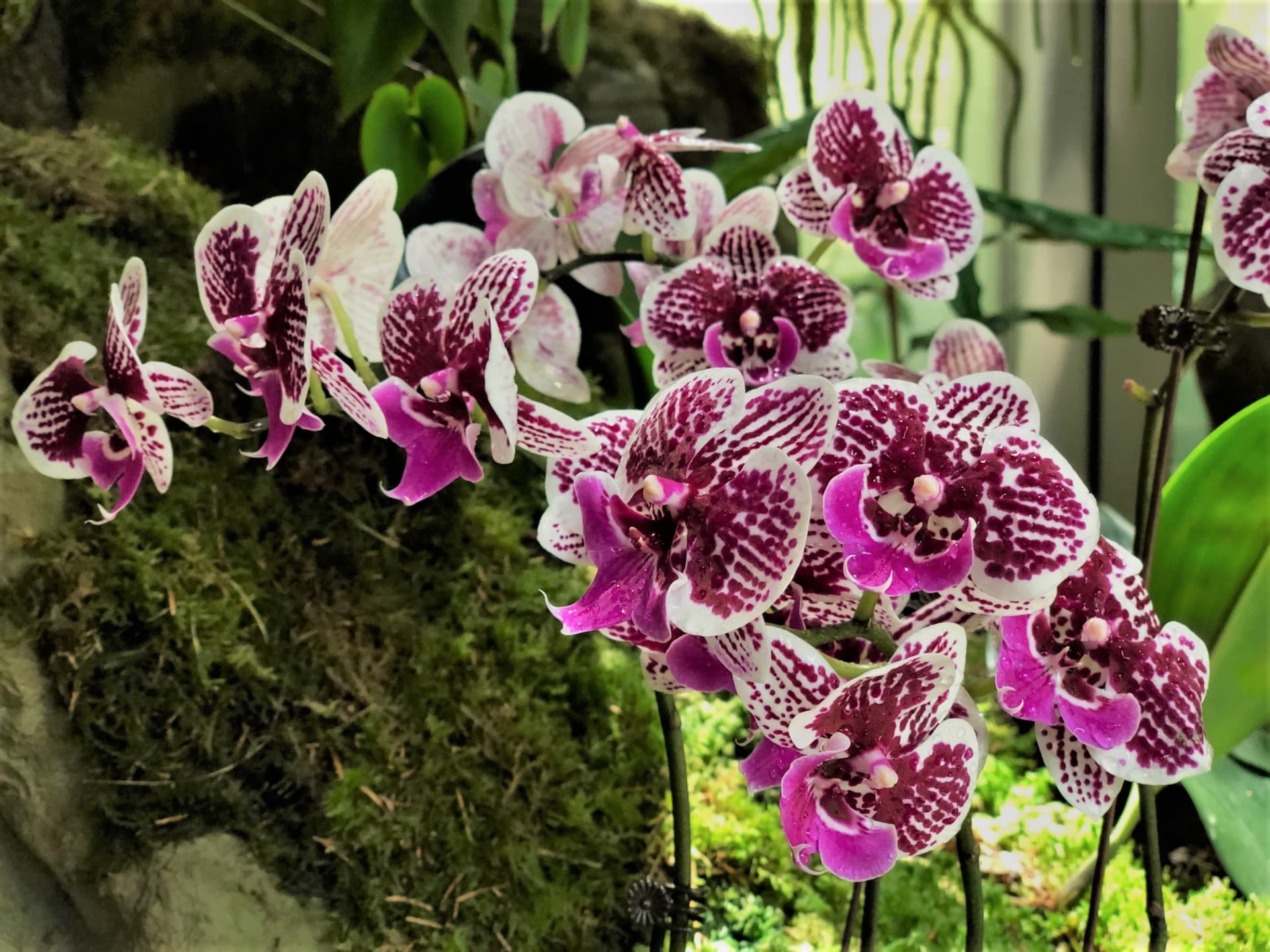 National Orchid Garden Ticket - image 4