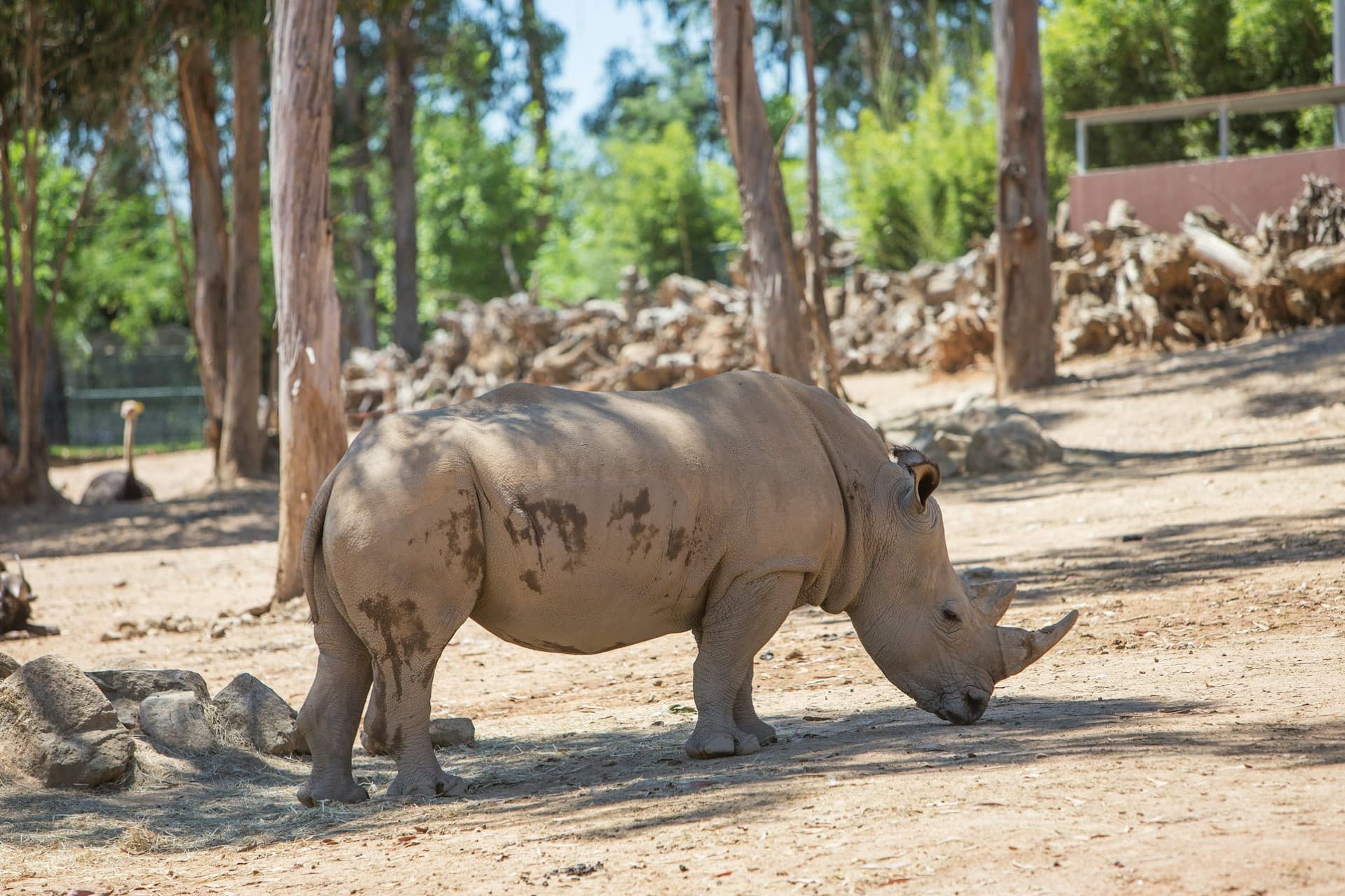 Zoo Santo Inácio Ticket - image 2
