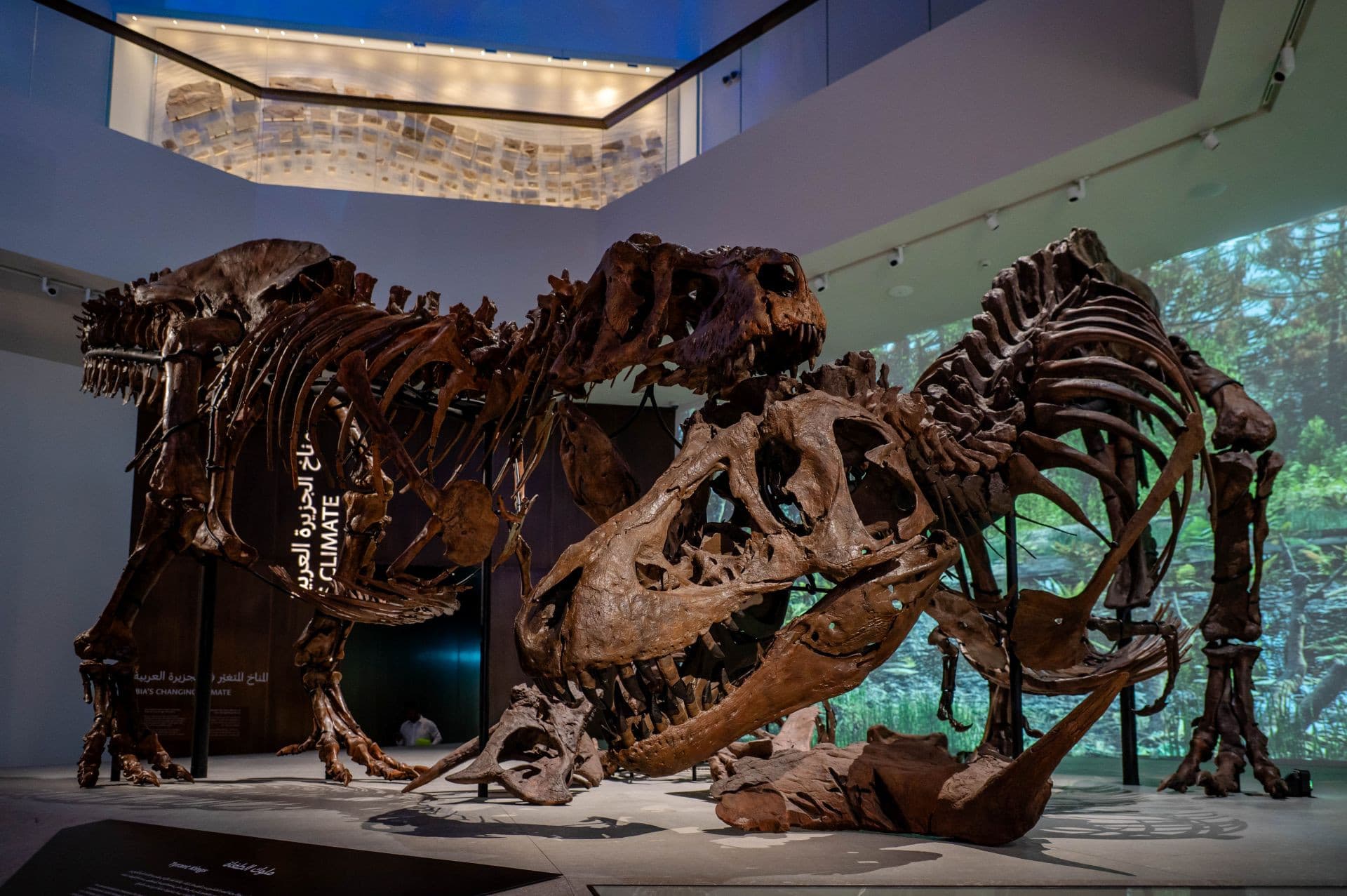 Museum Pass: Zayed National Museum + Natural History Museum + Louvre Abu Dhabi Tickets - image 7