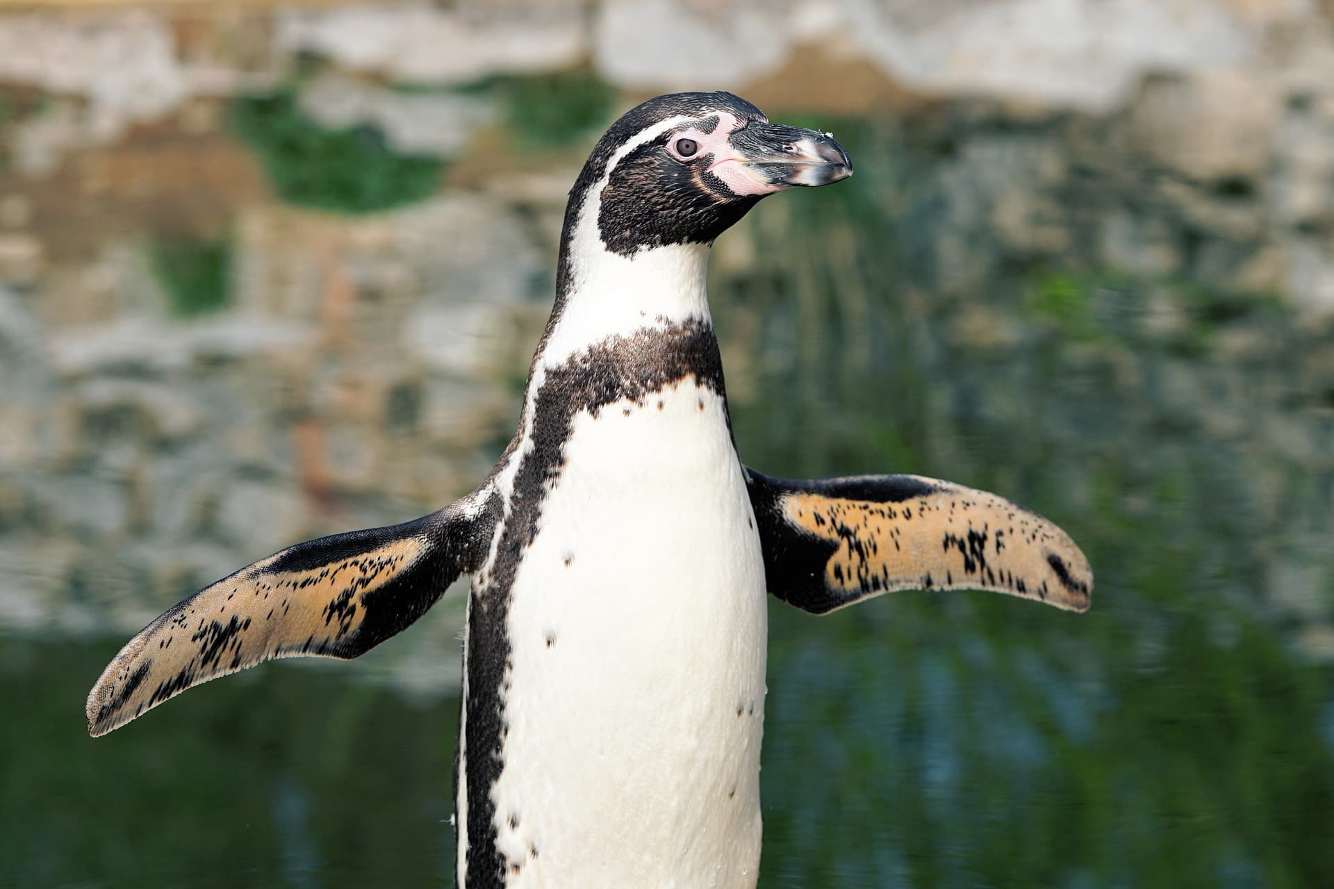 Phillip Island Nature Parks - Penguin Parade Ticket - image 3