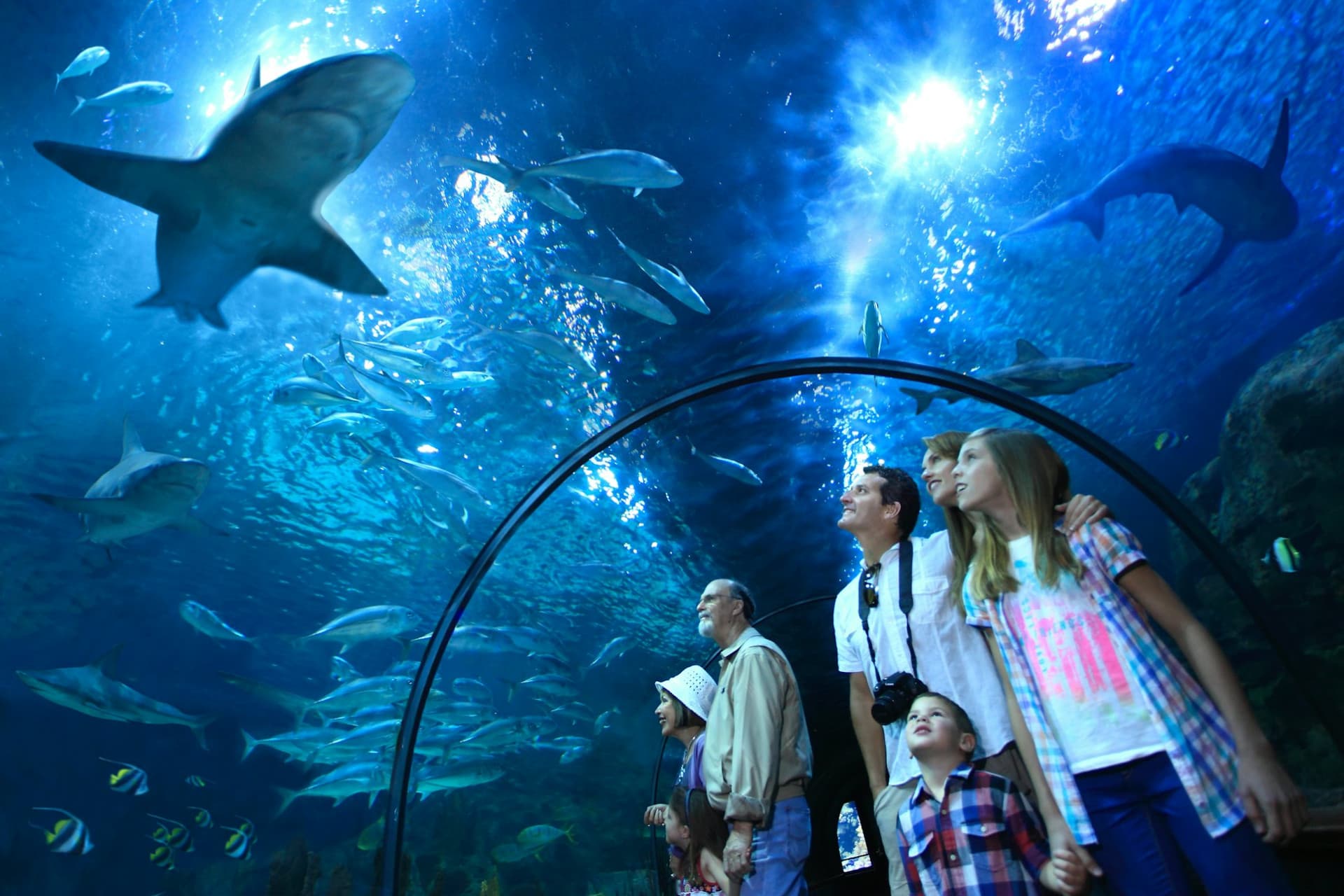 Loro Parque Ticket - image 4