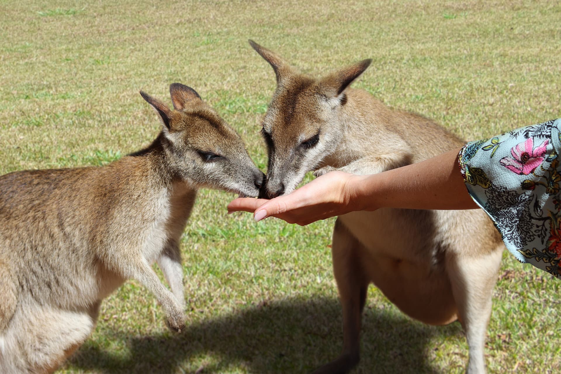 Kuranda Rainforestation Nature Park Full-Day Tour from Cairns with Skyrail Rainforest Cableway - image 12
