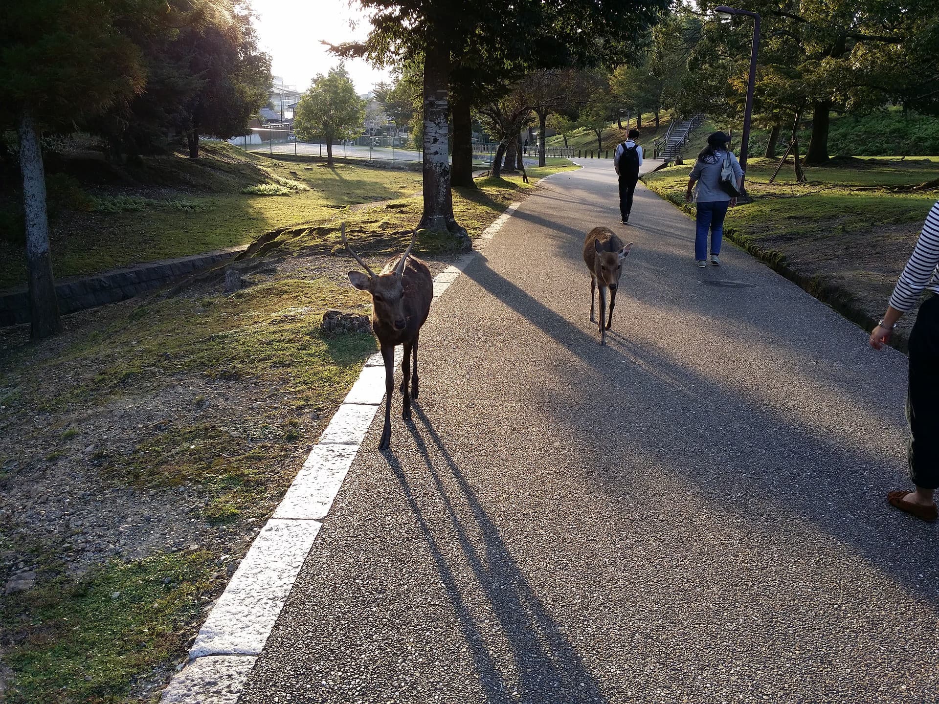 Kyoto and Nara Full-Day Tour from Kyoto - imagen 9