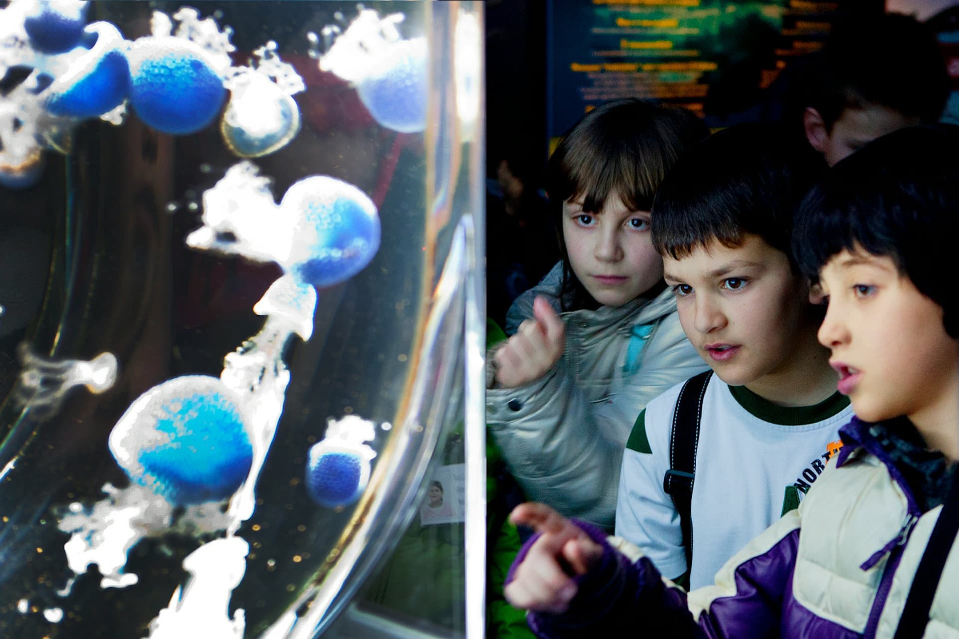 Gardaland SEA LIFE Aquarium Ticket - image 10