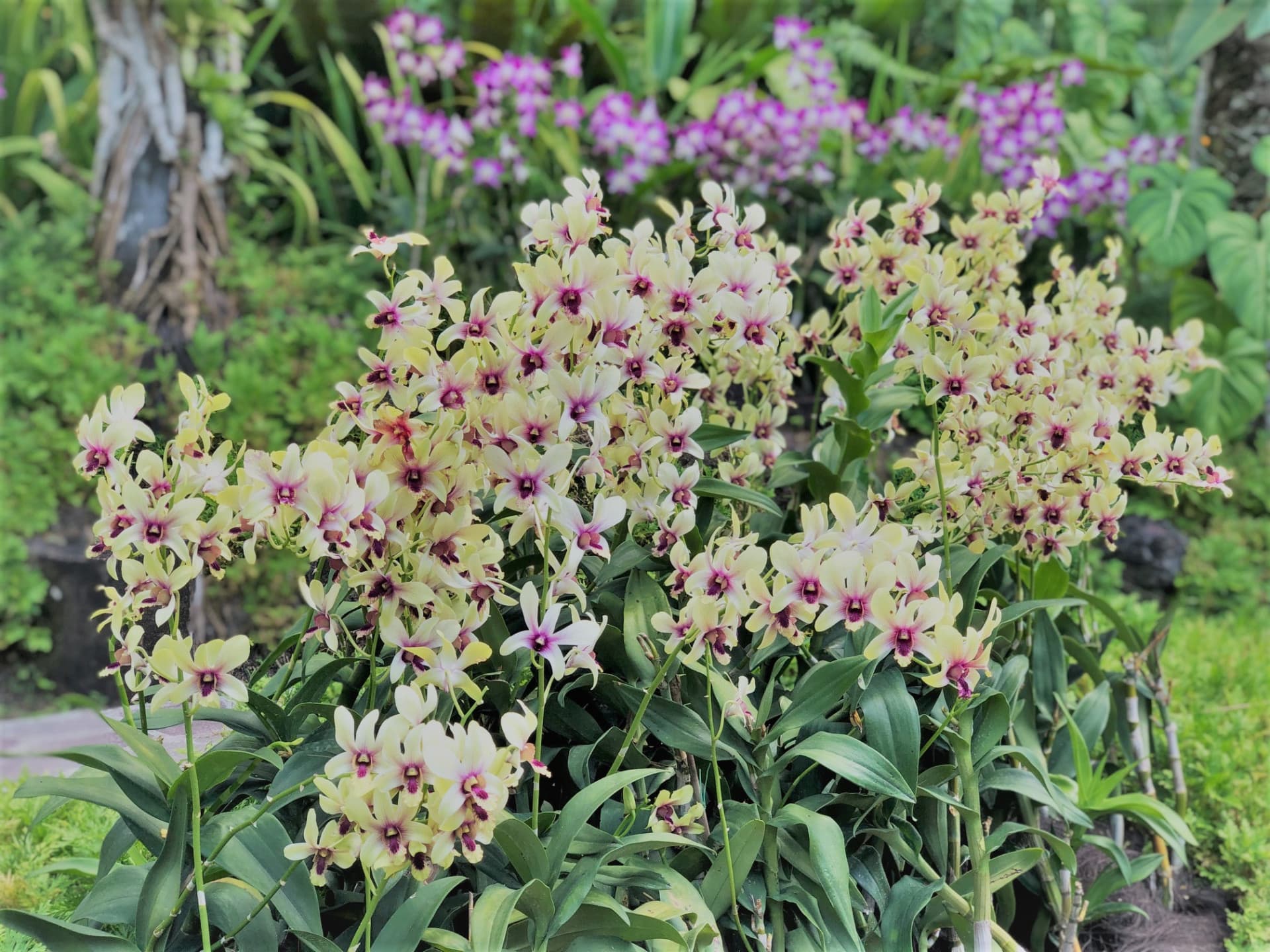 National Orchid Garden Ticket - image 11