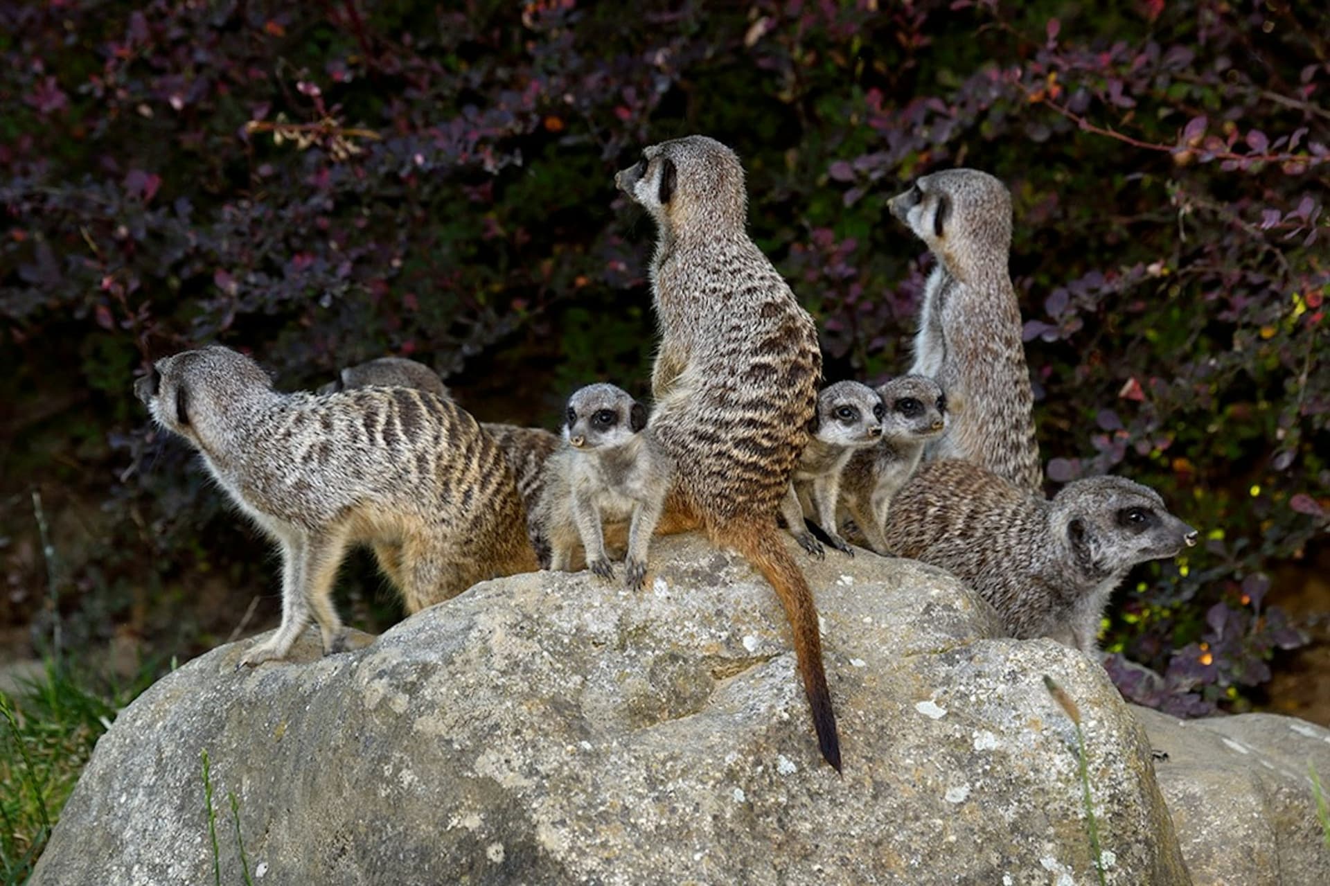 Entrada para el zoológico y acuario de Colonia - imagen 4