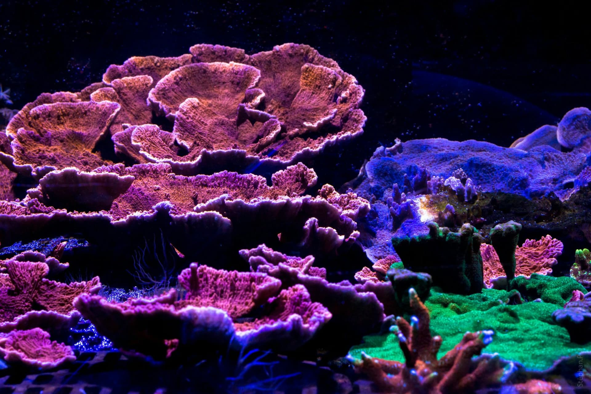 Nausicaa: entrada sin filas - imagen 13