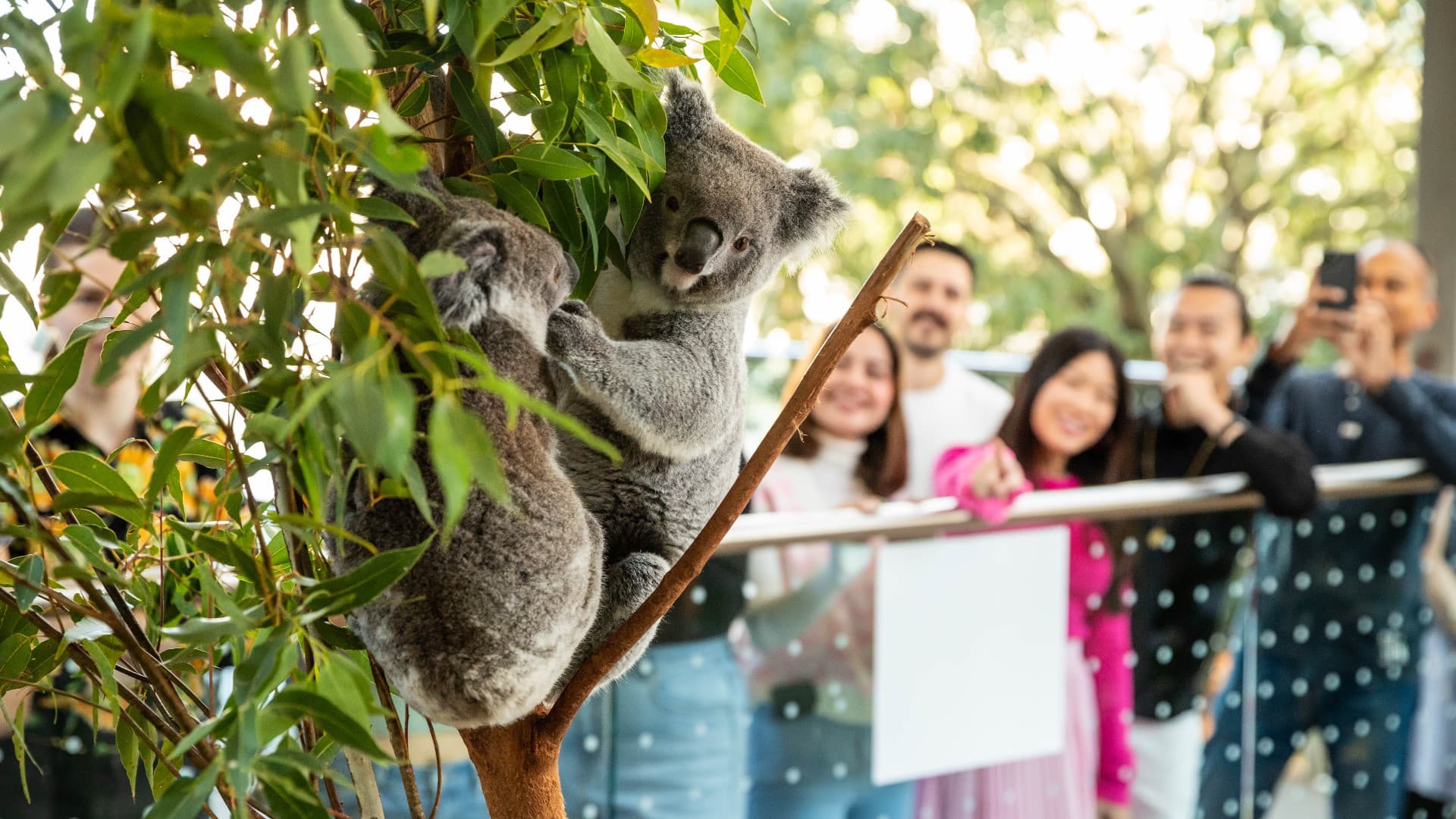 Breakfast with the Koalas at WILD LIFE SYDNEY - image 2