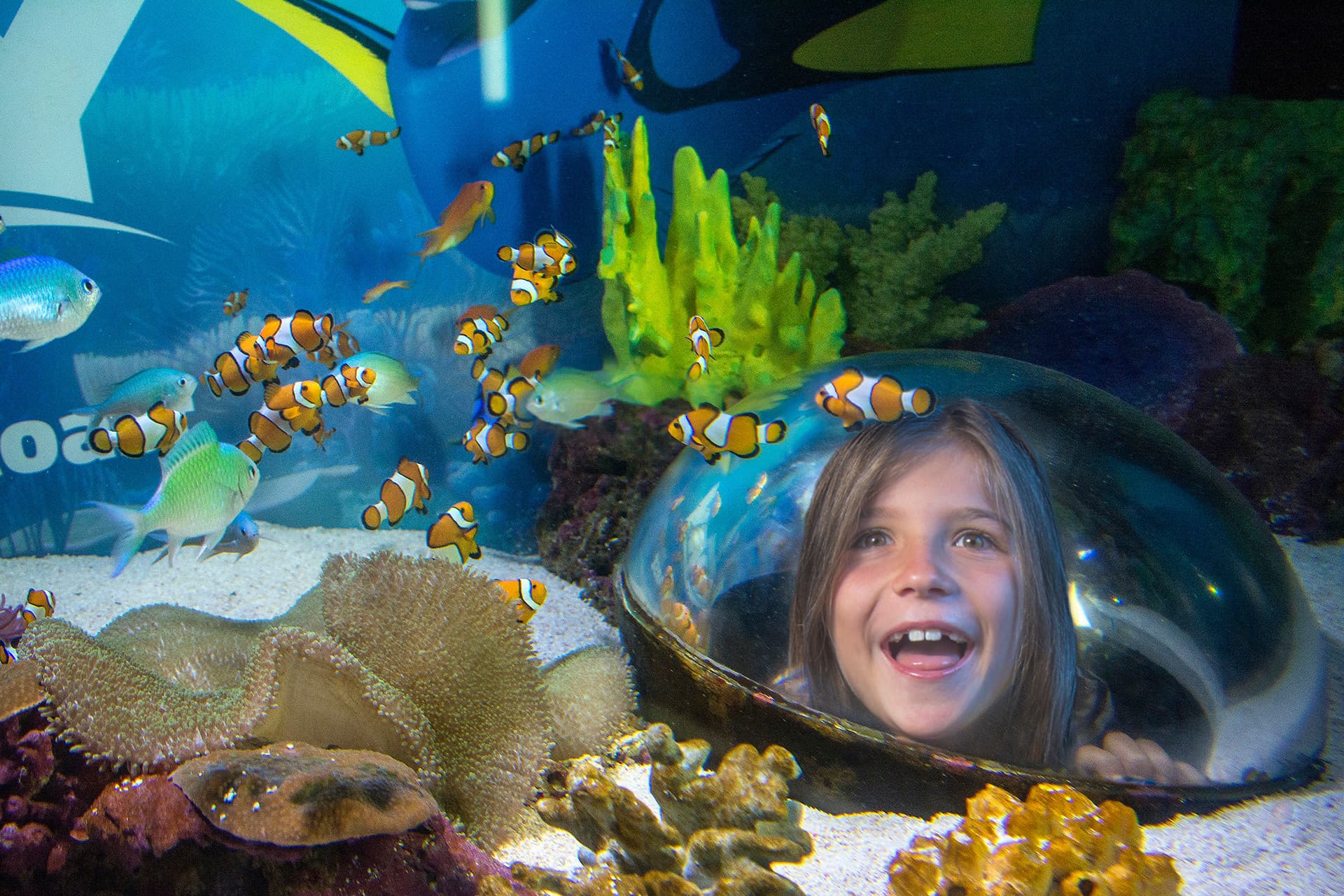 SEA LIFE Sunshine Coast Aquarium Direct Entry Ticket - image 4